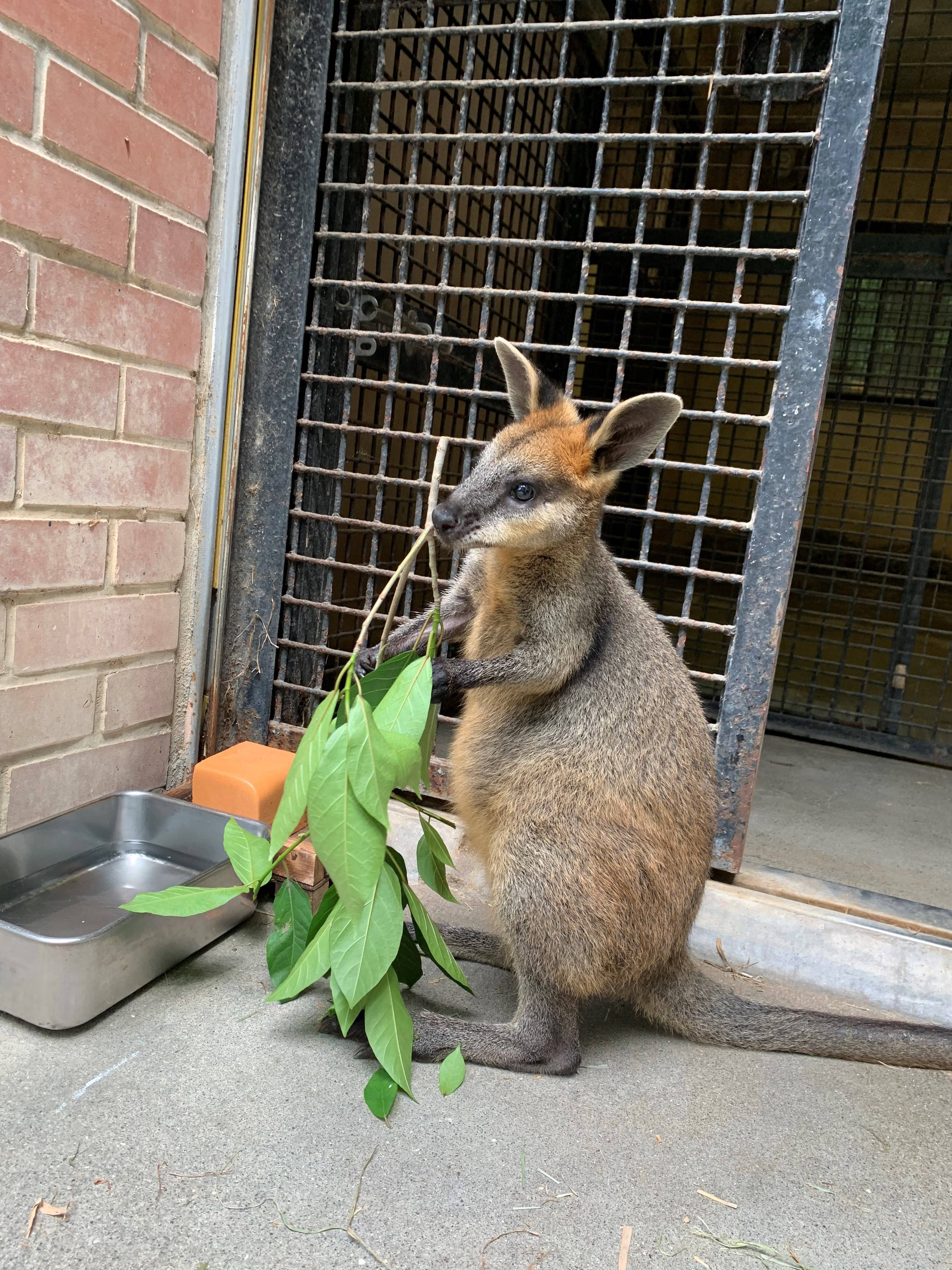 ワラビーだよ 動物トピックス 野毛山動物園公式サイト 公益財団法人 横浜市緑の協会