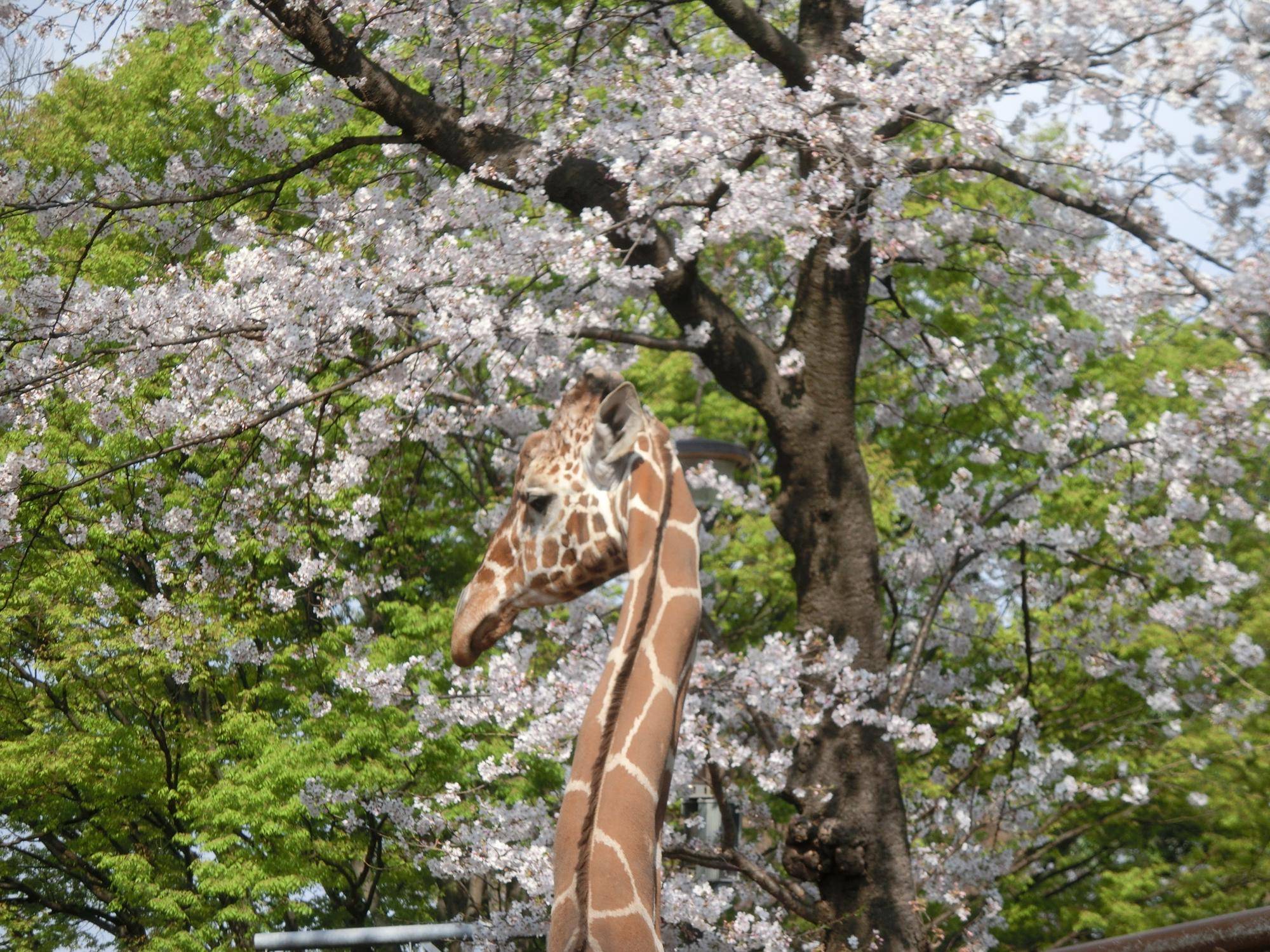 Zoo is the peace.|動物トピックス｜ブログ|野毛山動物園公式サイト｜公益財団法人 横浜市緑の協会