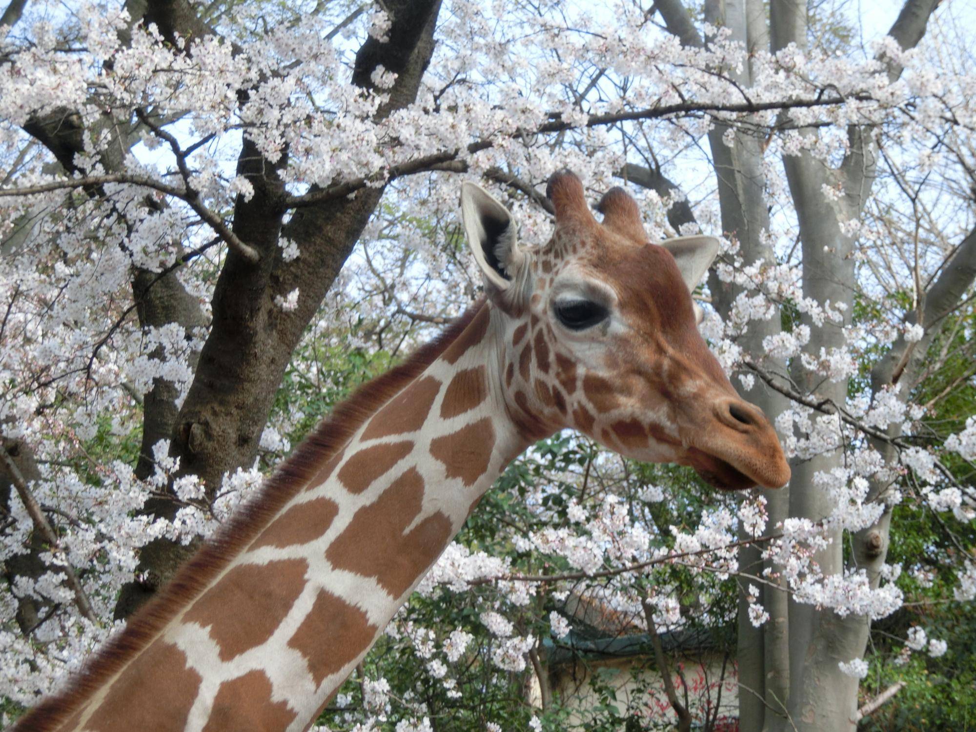 Zoo is the peace.|動物トピックス｜ブログ|野毛山動物園公式サイト｜公益財団法人 横浜市緑の協会