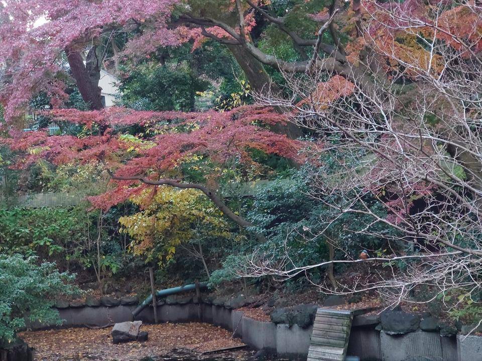 /zoo/nogeyama/authorc8504/DSC_0570_R.jpg