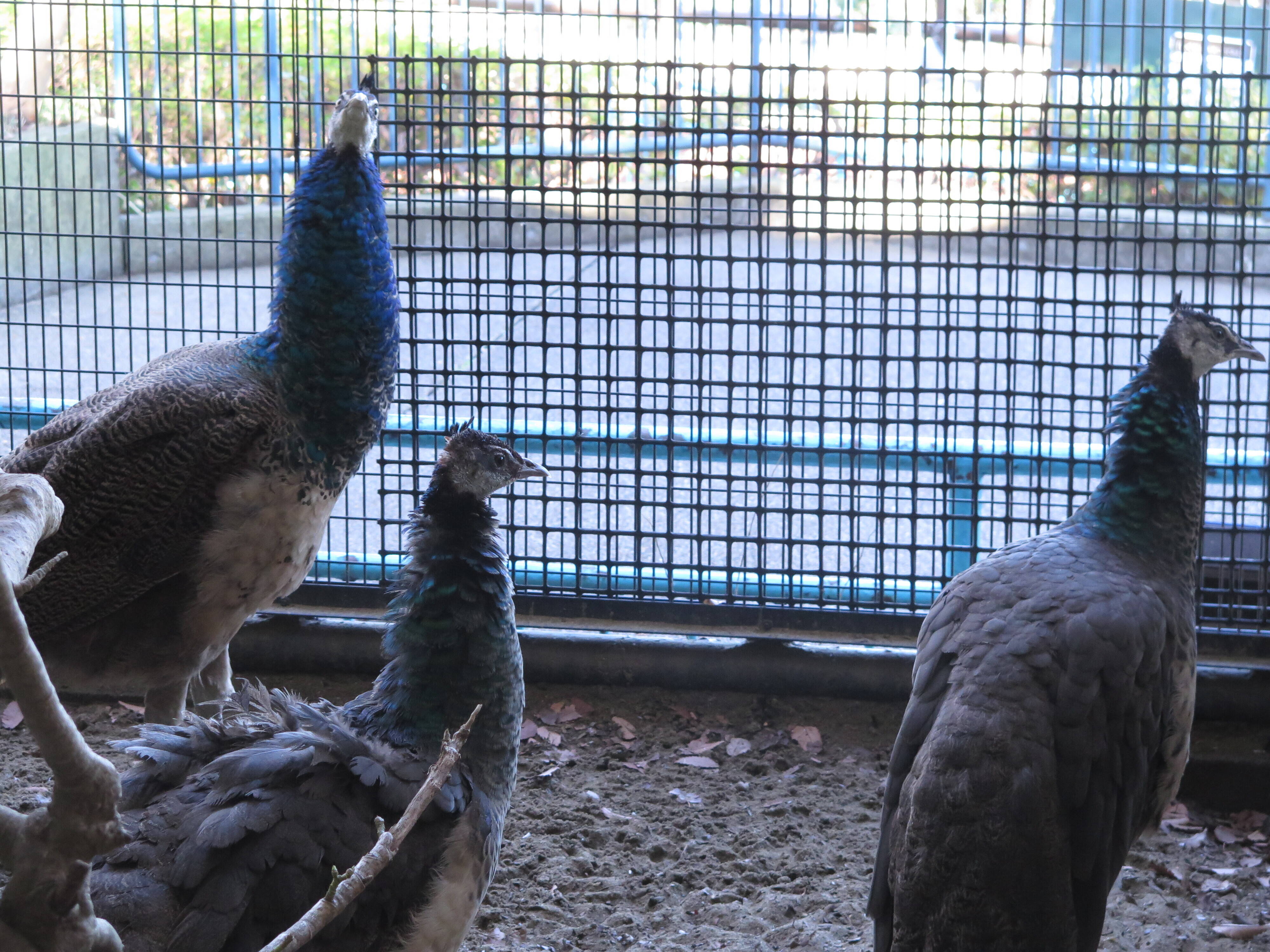 新しい生活 様式 その 巣立ち編 動物トピックス 野毛山動物園公式サイト 公益財団法人 横浜市緑の協会