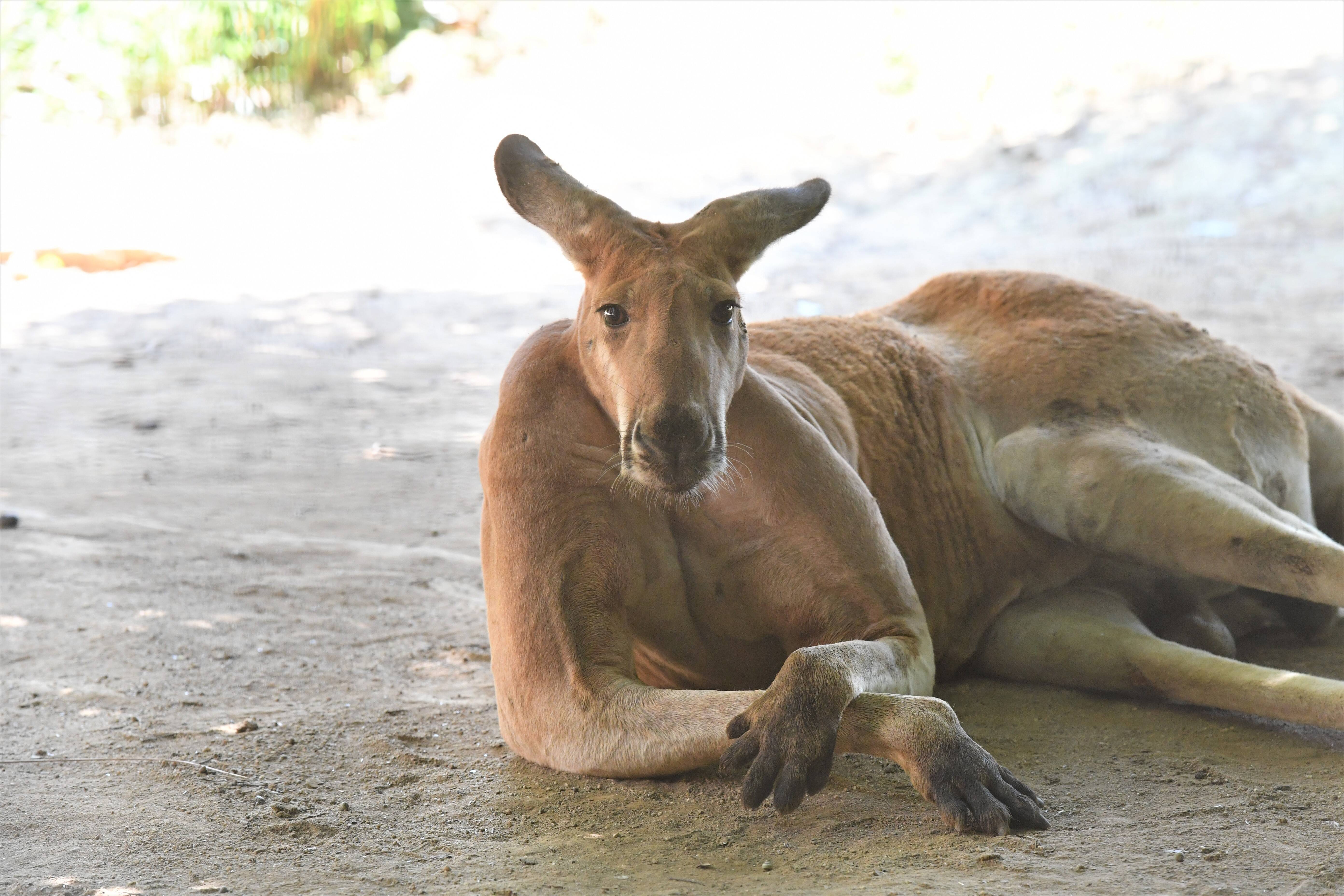 ワラビーだよ 動物トピックス 野毛山動物園公式サイト 公益財団法人 横浜市緑の協会