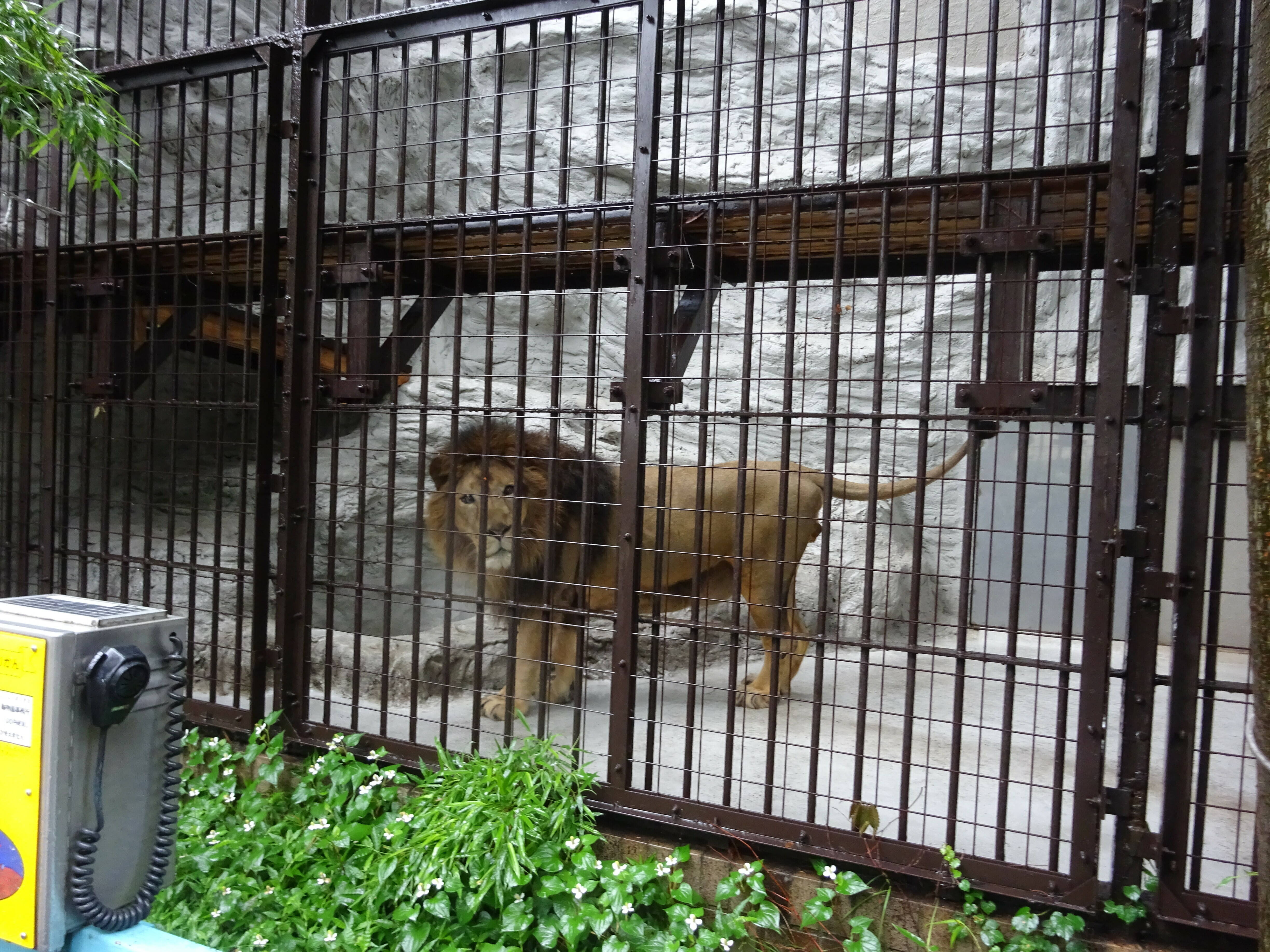 久しぶりに 新鮮な気持ち のげやま とらいおん Try On 野毛山動物園公式サイト 公益財団法人 横浜市緑の協会