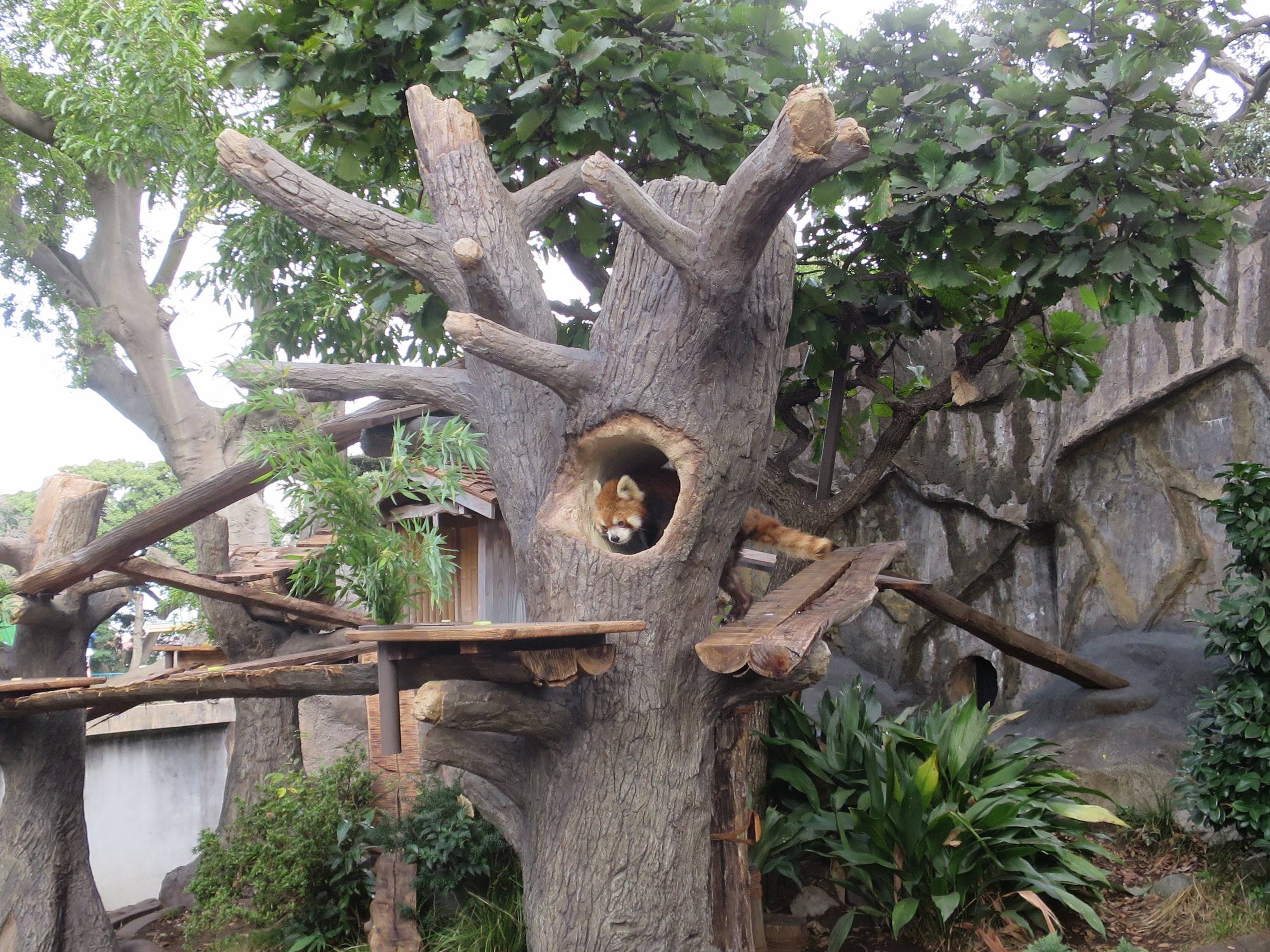 擬木の秘密|動物トピックス｜ブログ|野毛山動物園公式サイト｜公益財団法人 横浜市緑の協会