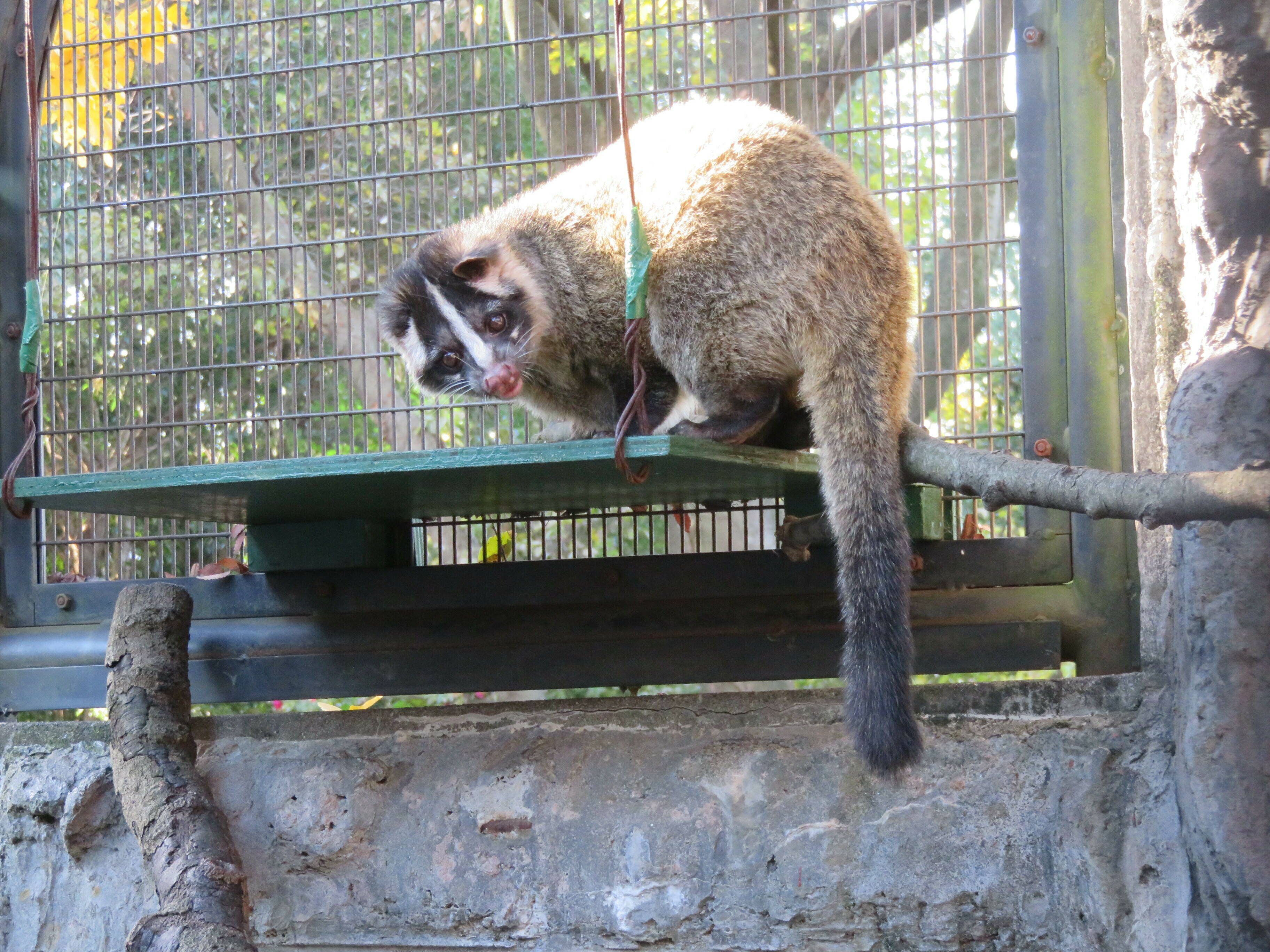 お花をいただきました 動物トピックス 野毛山動物園公式サイト 公益財団法人 横浜市緑の協会