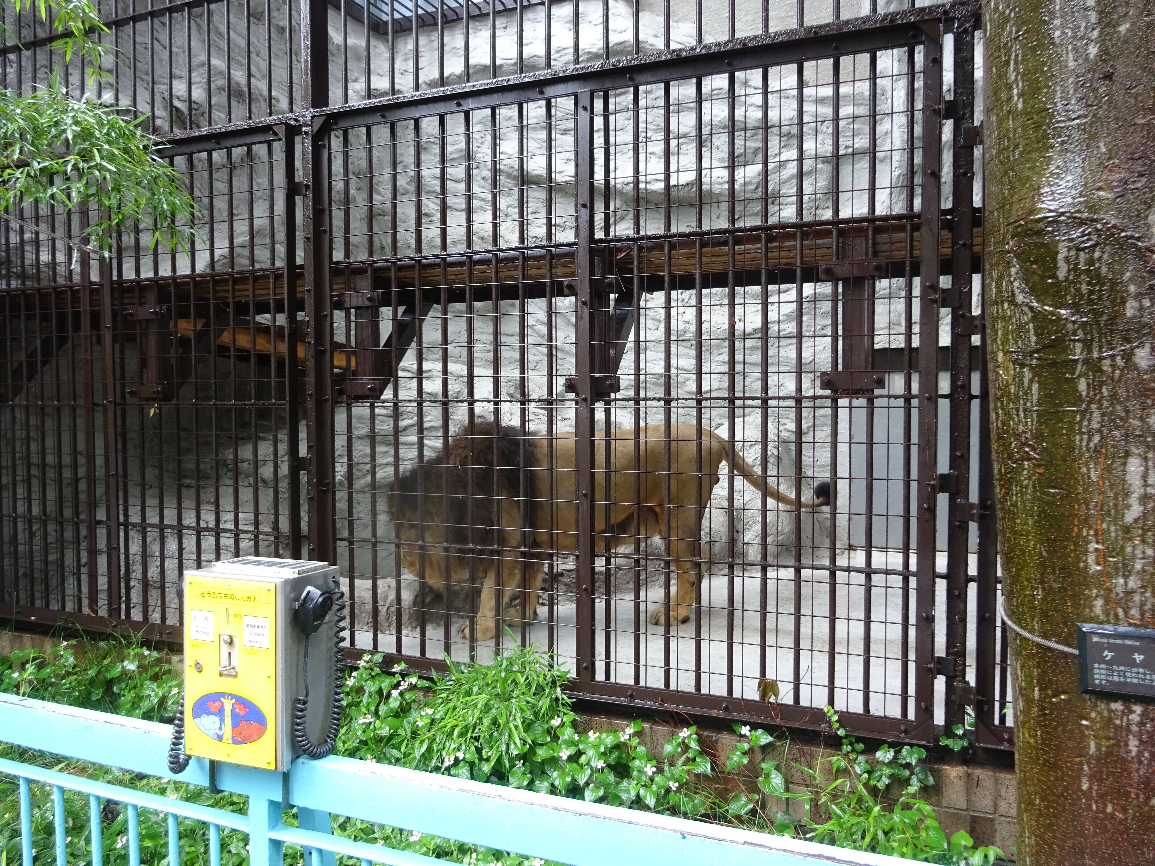 久しぶりに 新鮮な気持ち のげやま とらいおん Try On 野毛山動物園公式サイト 公益財団法人 横浜市緑の協会