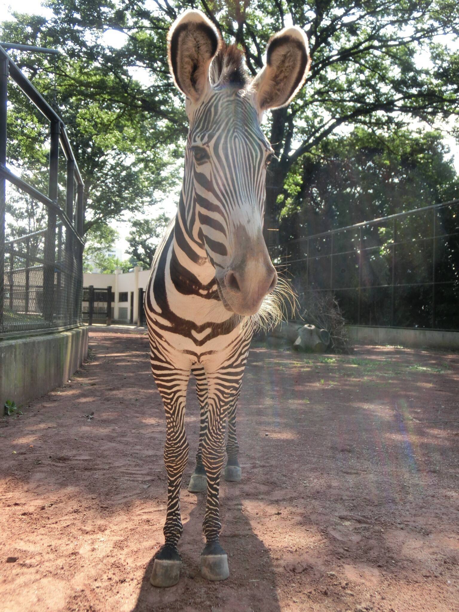 ココロ 再び大展示場に挑む 動物トピックス 野毛山動物園公式サイト 公益財団法人 横浜市緑の協会