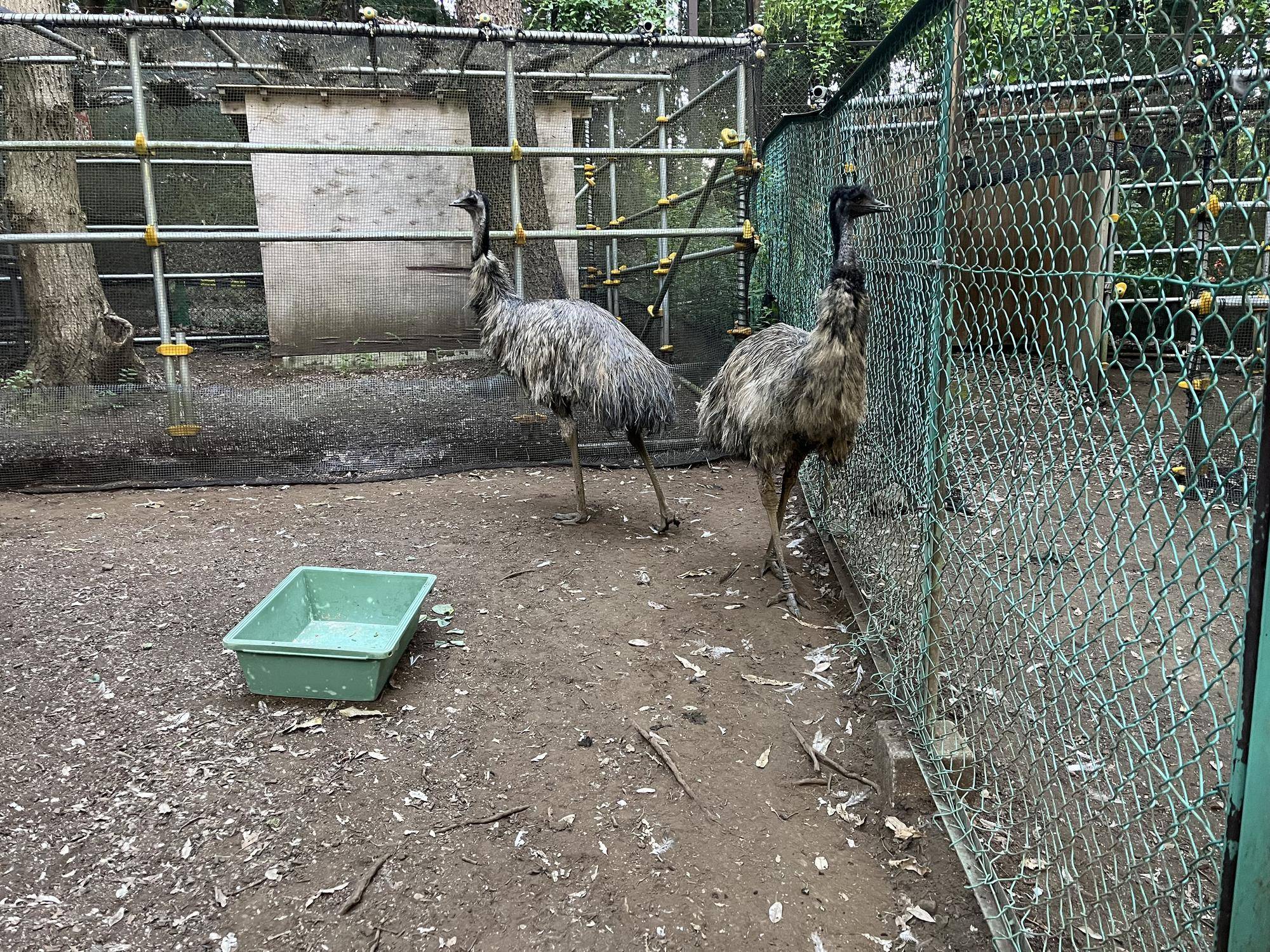 エミューの展示場|飼育日誌｜ブログ|よこはま動物園ズーラシア公式サイト｜公益財団法人 横浜市緑の協会