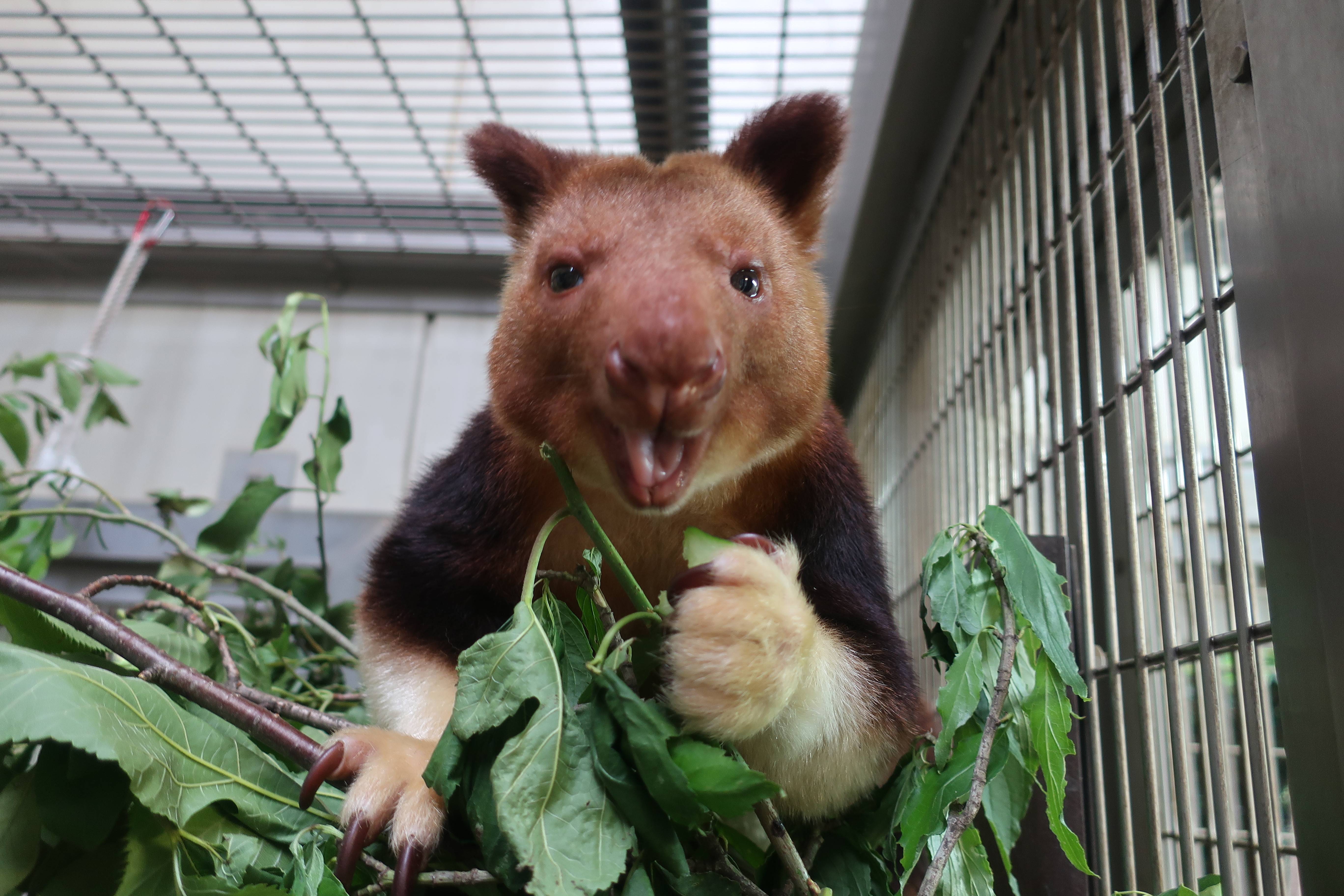 たくさんのお花ありがとうございました 飼育日誌 よこはま動物園ズーラシア公式サイト 公益財団法人 横浜市緑の協会