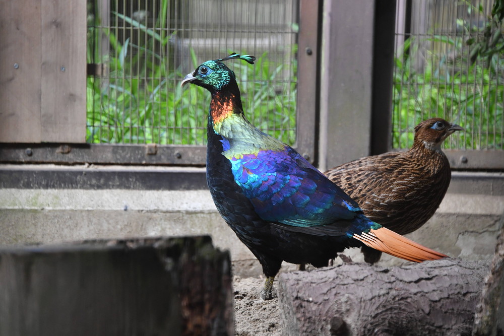 おしゃれ番長|飼育日誌｜ブログ|よこはま動物園ズーラシア公式サイト｜公益財団法人 横浜市緑の協会