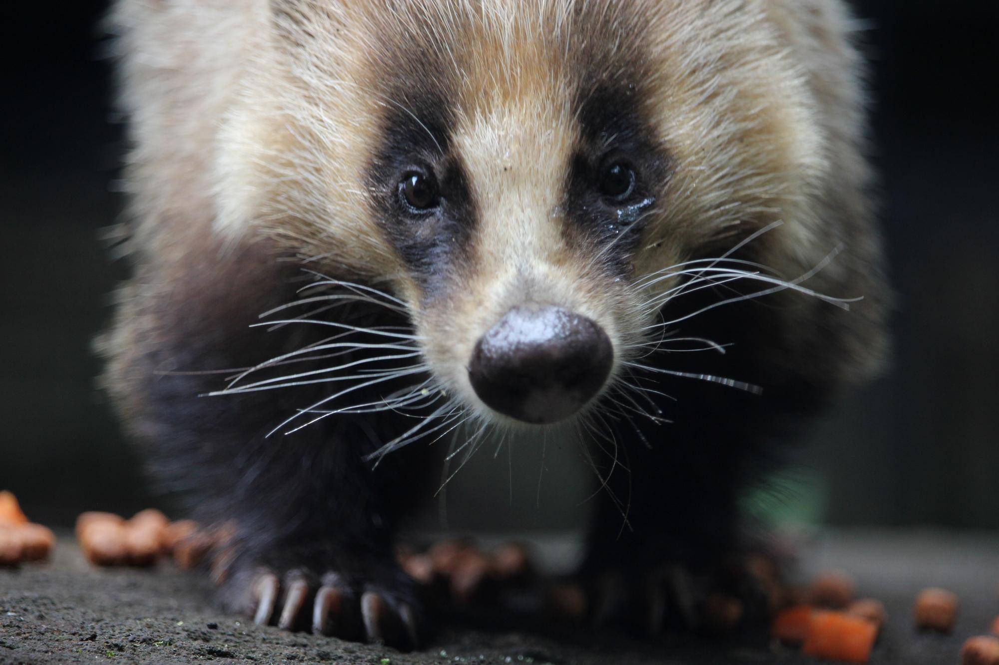 ニホンアナグマの近況 飼育日誌 よこはま動物園ズーラシア公式サイト 公益財団法人 横浜市緑の協会