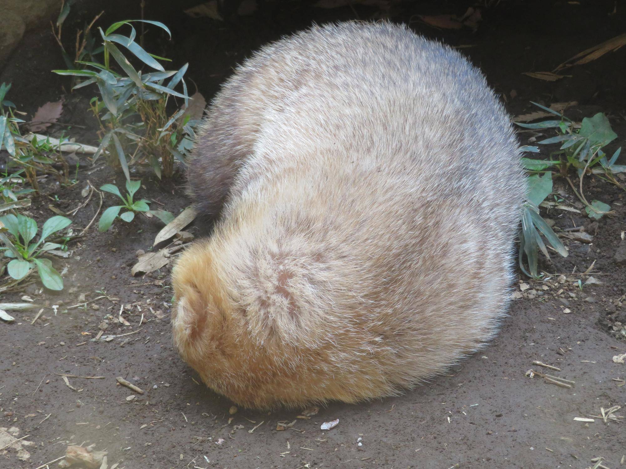 よく動くアナグマたち 飼育日誌 よこはま動物園ズーラシア公式サイト 公益財団法人 横浜市緑の協会