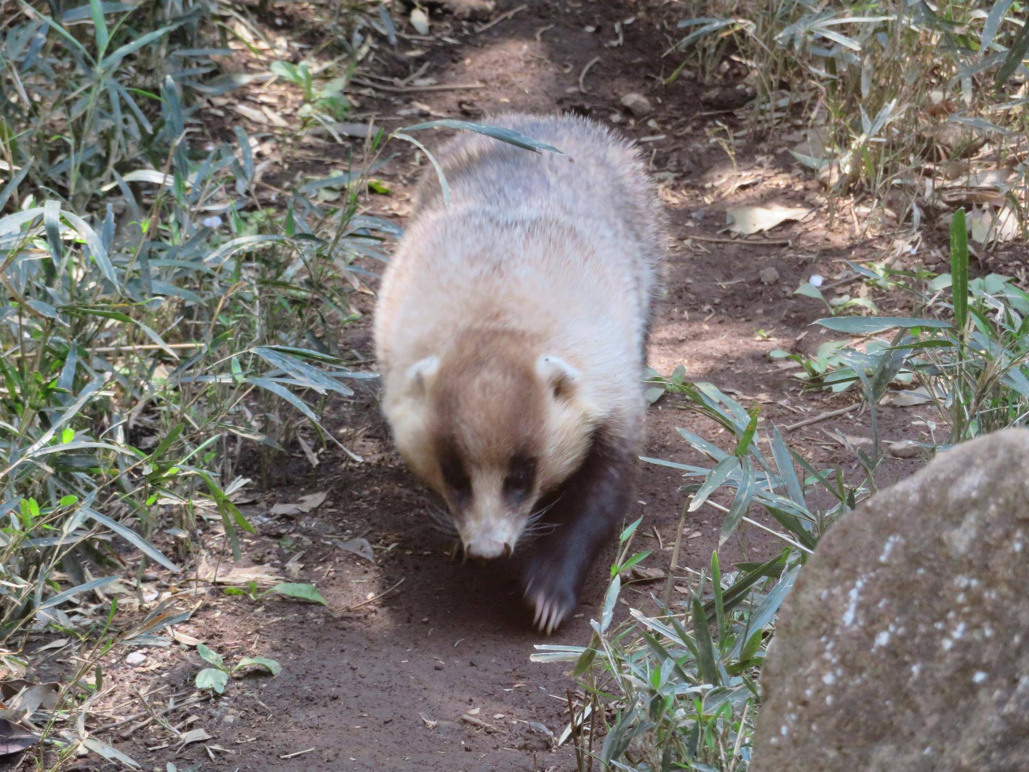 よく動くアナグマたち 飼育日誌 よこはま動物園ズーラシア公式サイト 公益財団法人 横浜市緑の協会