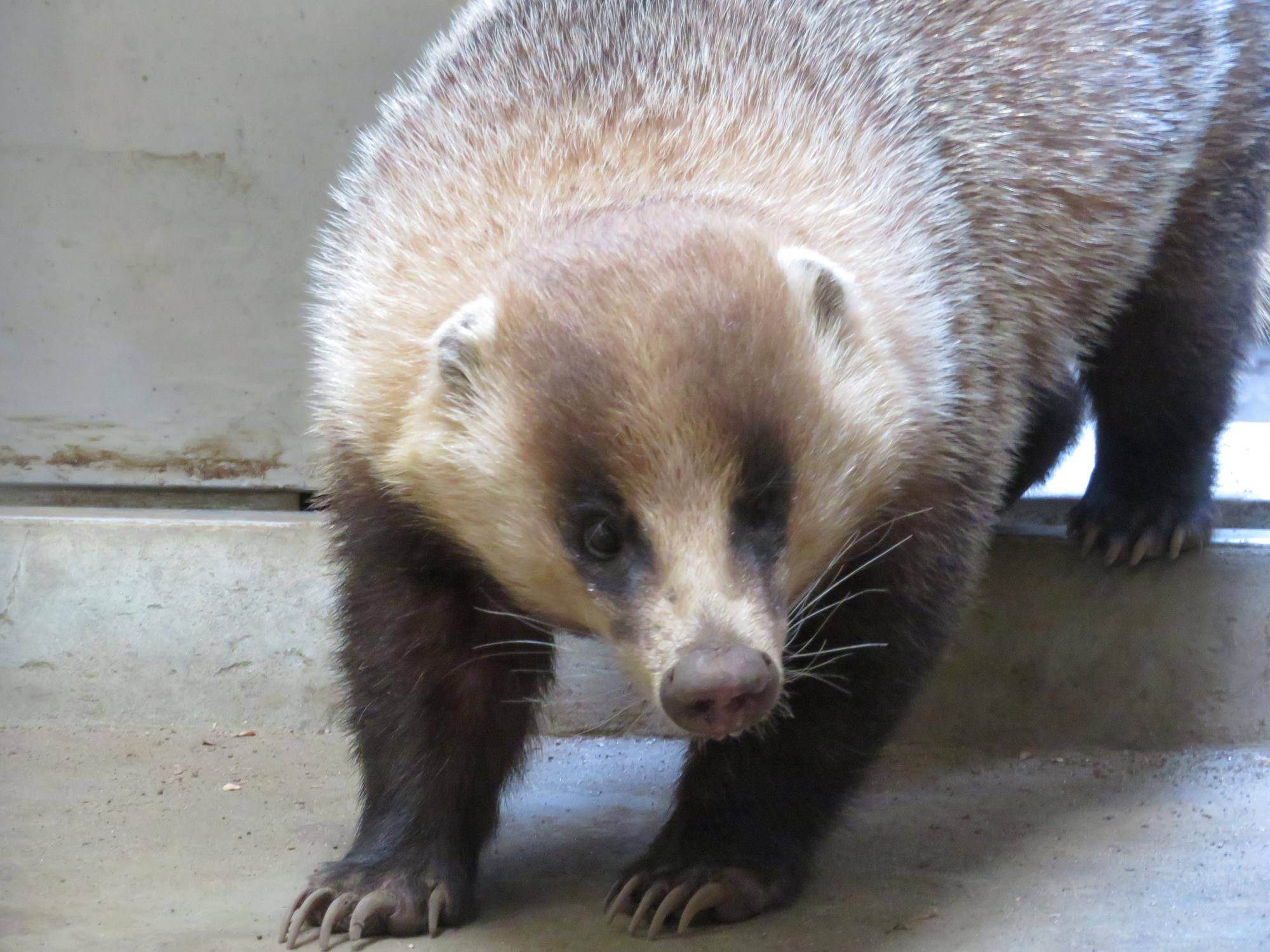 よく動くアナグマたち 飼育日誌 よこはま動物園ズーラシア公式サイト 公益財団法人 横浜市緑の協会