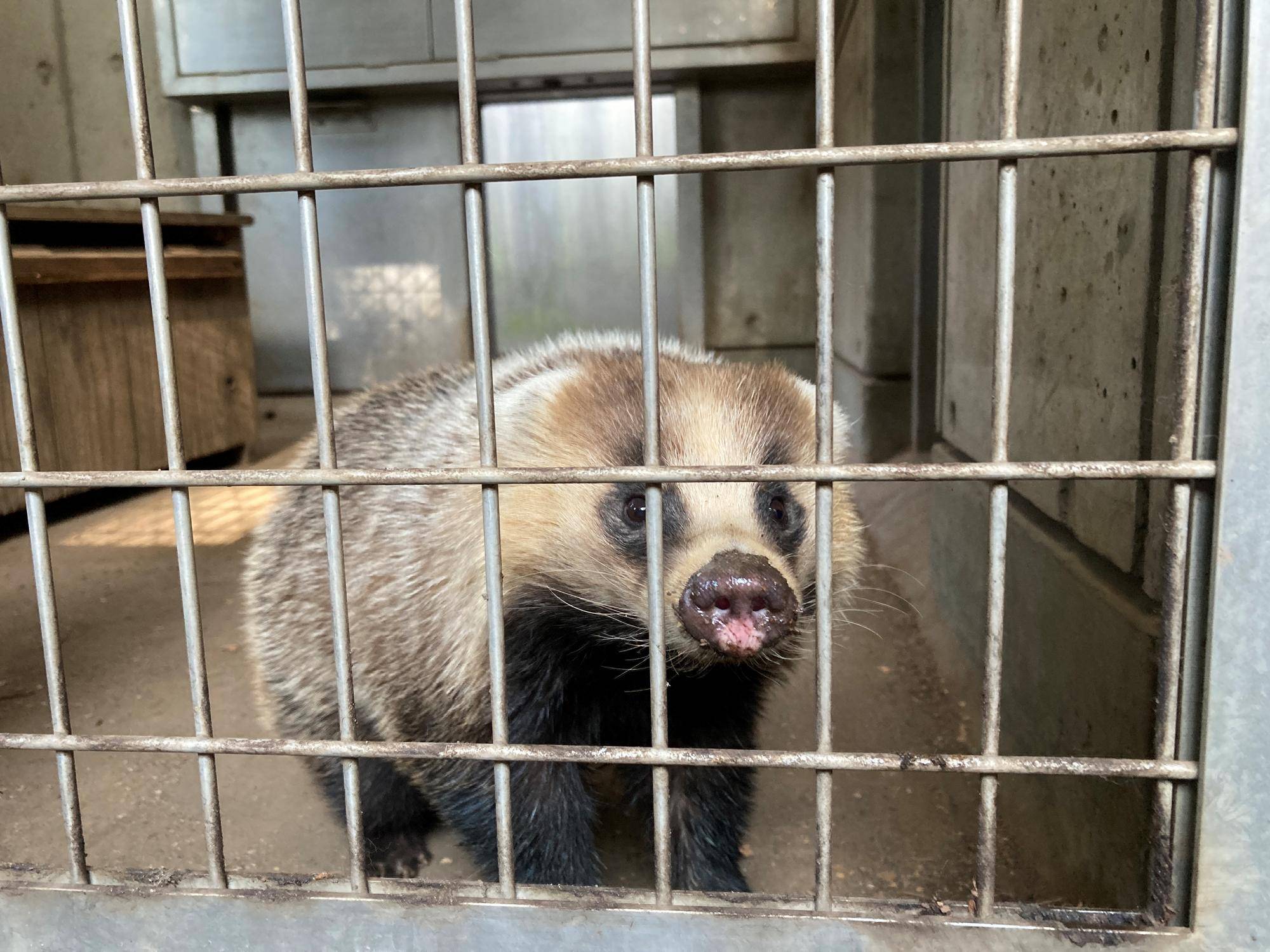 よく動くアナグマたち 飼育日誌 よこはま動物園ズーラシア公式サイト 公益財団法人 横浜市緑の協会