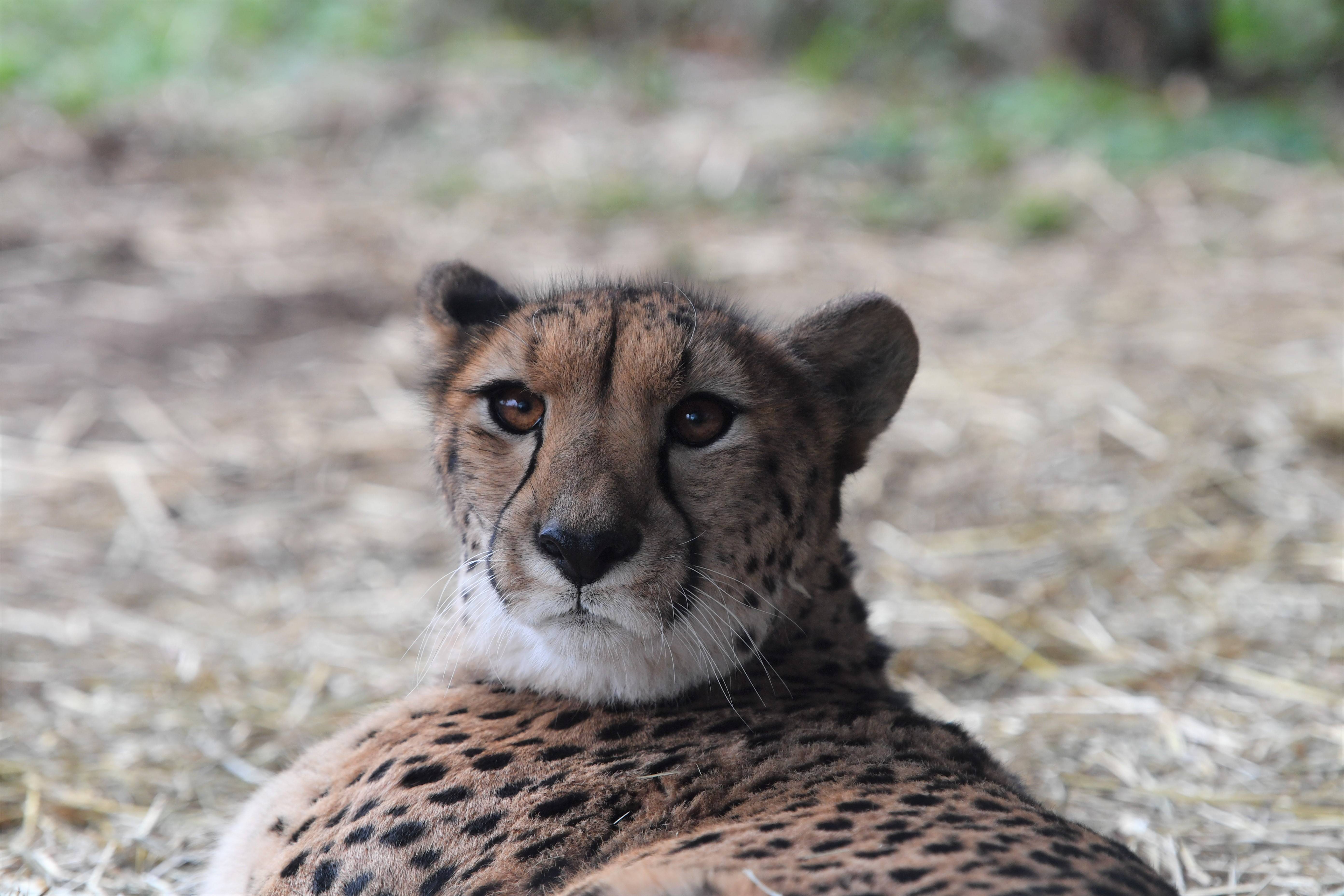 このチーターはだぁれ アフリカのサバンナ ズーラシア よこはま動物園ズーラシア公式サイト 公益財団法人 横浜市緑の協会