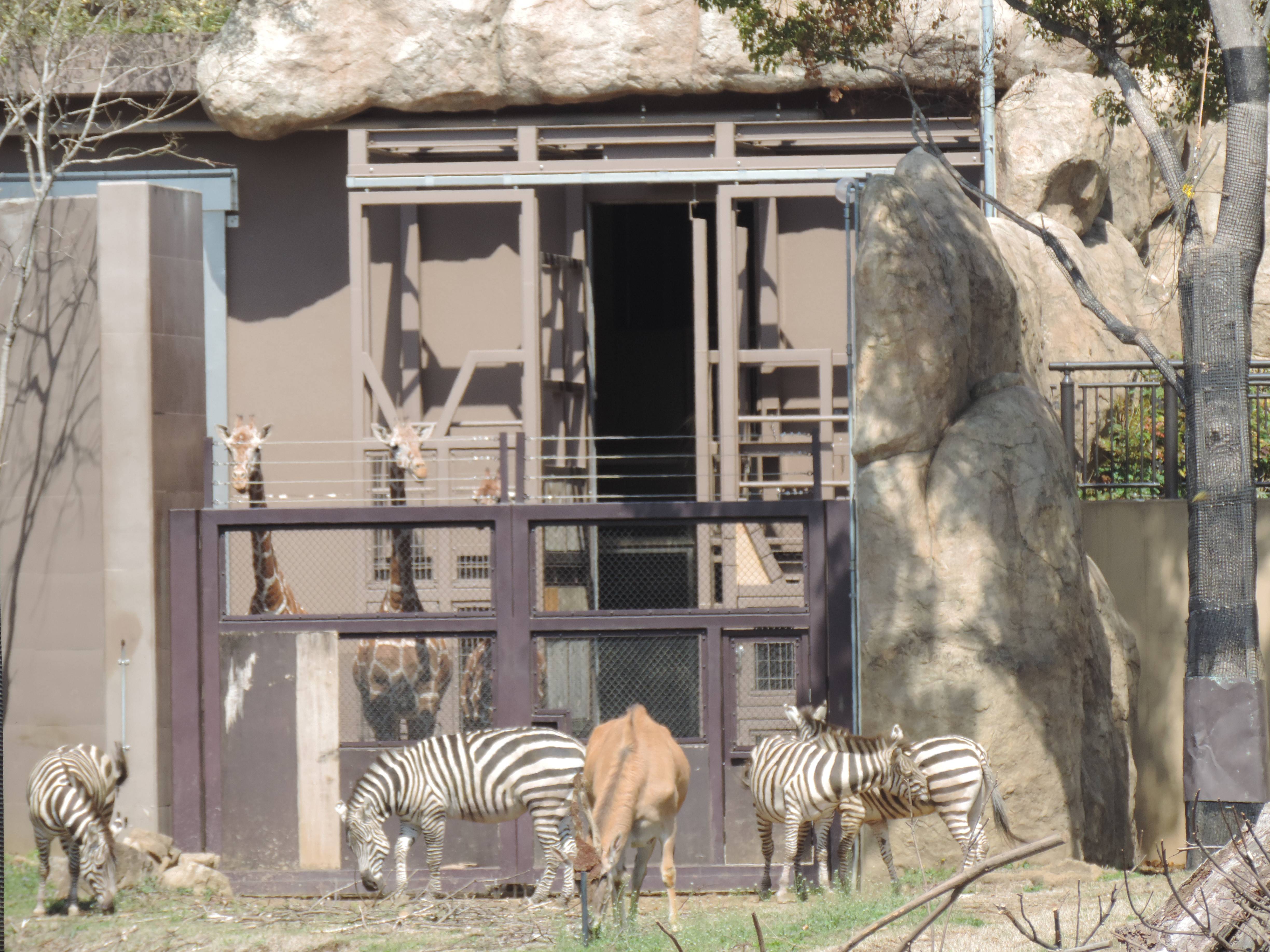 草原エリアふたたび アフリカのサバンナ ズーラシア よこはま動物園ズーラシア公式サイト 公益財団法人 横浜市緑の協会