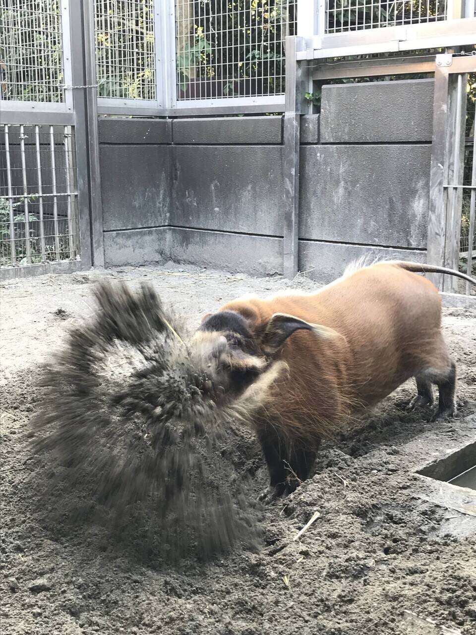 飼育員ｖｓアカカワイノシシ 飼育日誌 よこはま動物園ズーラシア公式サイト 公益財団法人 横浜市緑の協会