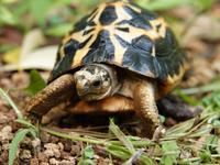 キバラクモノスガメ|アフリカの熱帯雨林|動物紹介 よこはま動物園ズーラシア公式サイト｜公益財団法人 横浜市緑の協会