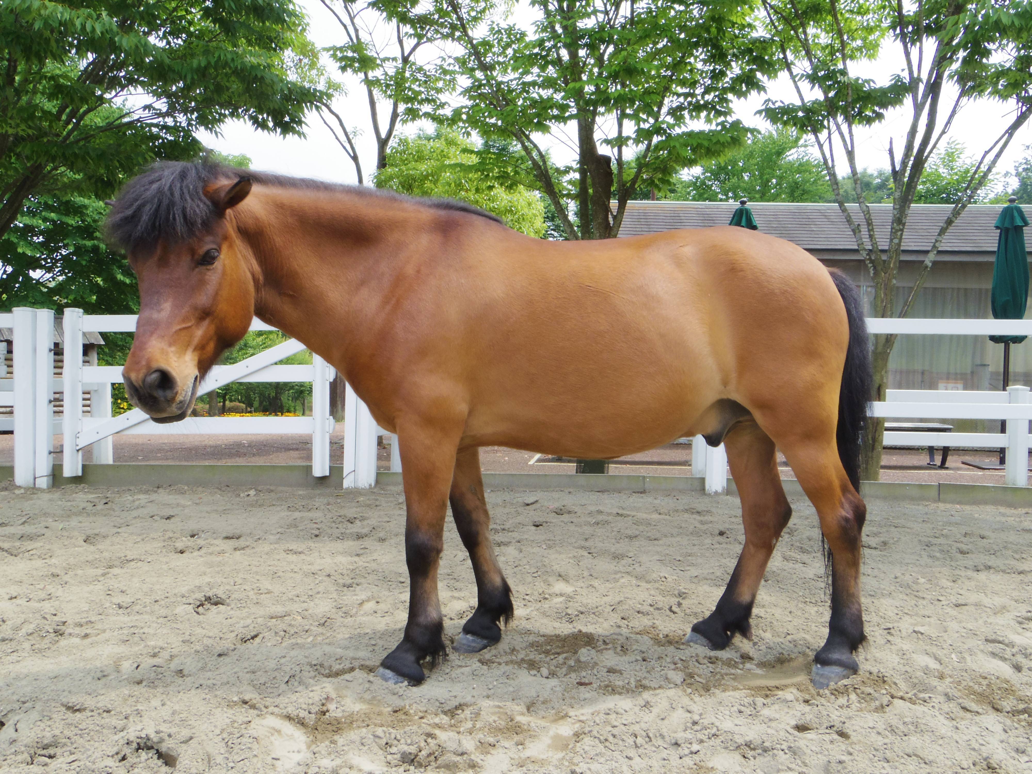 ウマ ぱかぱか広場 動物紹介 よこはま動物園ズーラシア公式サイト 公益財団法人 横浜市緑の協会