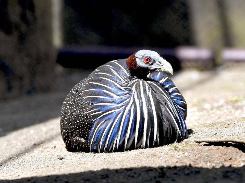 フサホロホロチョウ|アフリカのサバンナ|動物紹介 よこはま動物園ズーラシア公式サイト｜公益財団法人 横浜市緑の協会