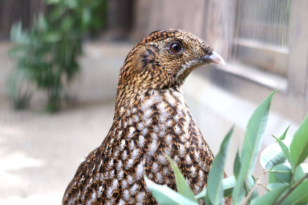 ベニジュケイ|亜寒帯の森|動物紹介 よこはま動物園ズーラシア公式サイト｜公益財団法人 横浜市緑の協会