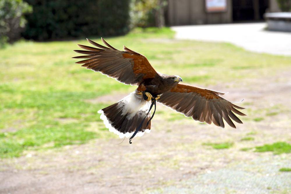 モモアカノスリ(ハリスホーク)|アフリカのサバンナ|動物紹介 よこはま動物園ズーラシア公式サイト｜公益財団法人 横浜市緑の協会