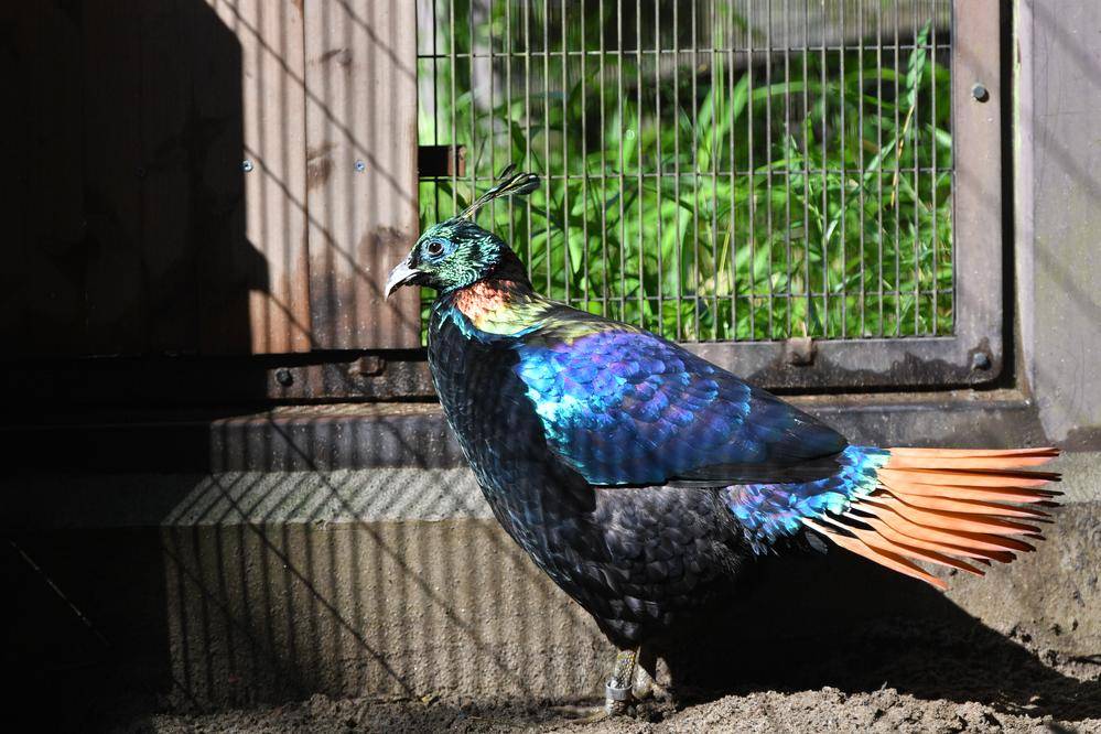 ニジキジ|亜寒帯の森|動物紹介 よこはま動物園ズーラシア公式サイト｜公益財団法人 横浜市緑の協会