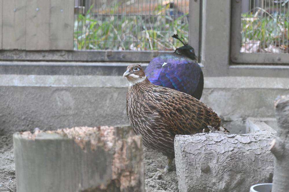 ニジキジ|亜寒帯の森|動物紹介 よこはま動物園ズーラシア公式サイト｜公益財団法人 横浜市緑の協会