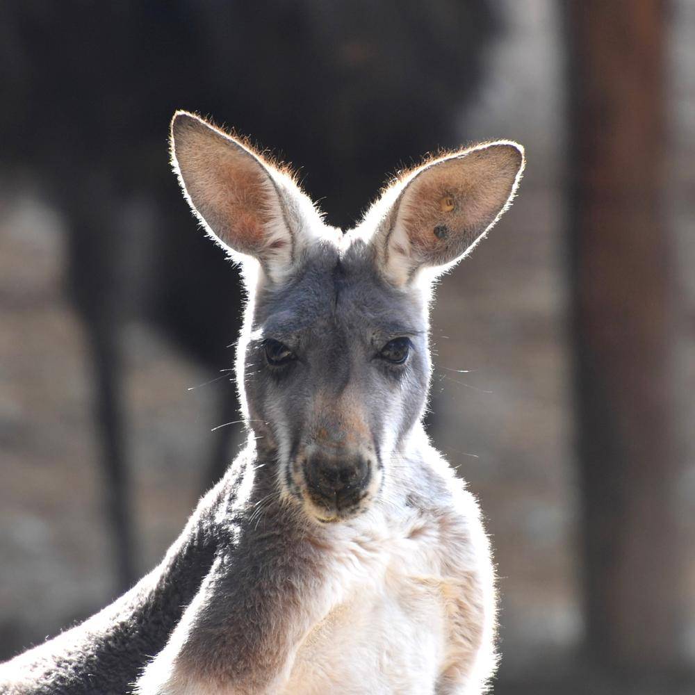 アカカンガルー|オセアニアの草原|動物紹介 よこはま動物園ズーラシア公式サイト｜公益財団法人 横浜市緑の協会