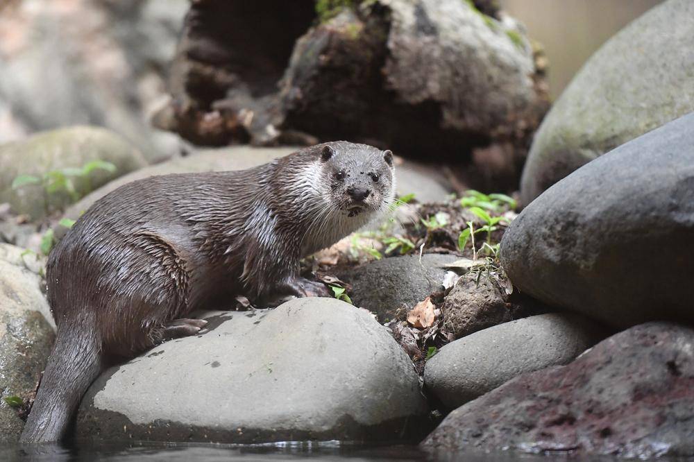 ユーラシアカワウソ|亜寒帯の森|動物紹介 よこはま動物園ズーラシア公式サイト｜公益財団法人 横浜市緑の協会