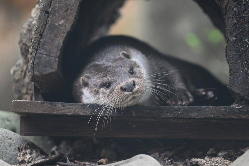 ユーラシアカワウソ|亜寒帯の森|動物紹介 よこはま動物園ズーラシア公式サイト｜公益財団法人 横浜市緑の協会