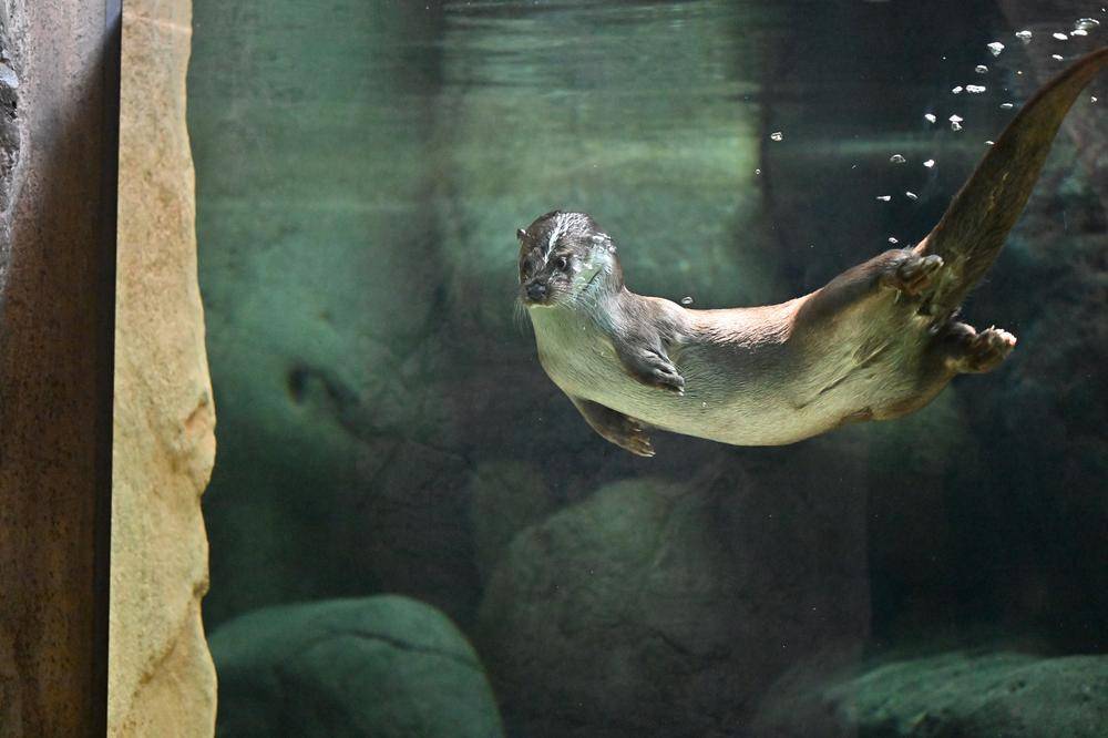 ユーラシアカワウソ|亜寒帯の森|動物紹介 よこはま動物園ズーラシア公式サイト｜公益財団法人 横浜市緑の協会