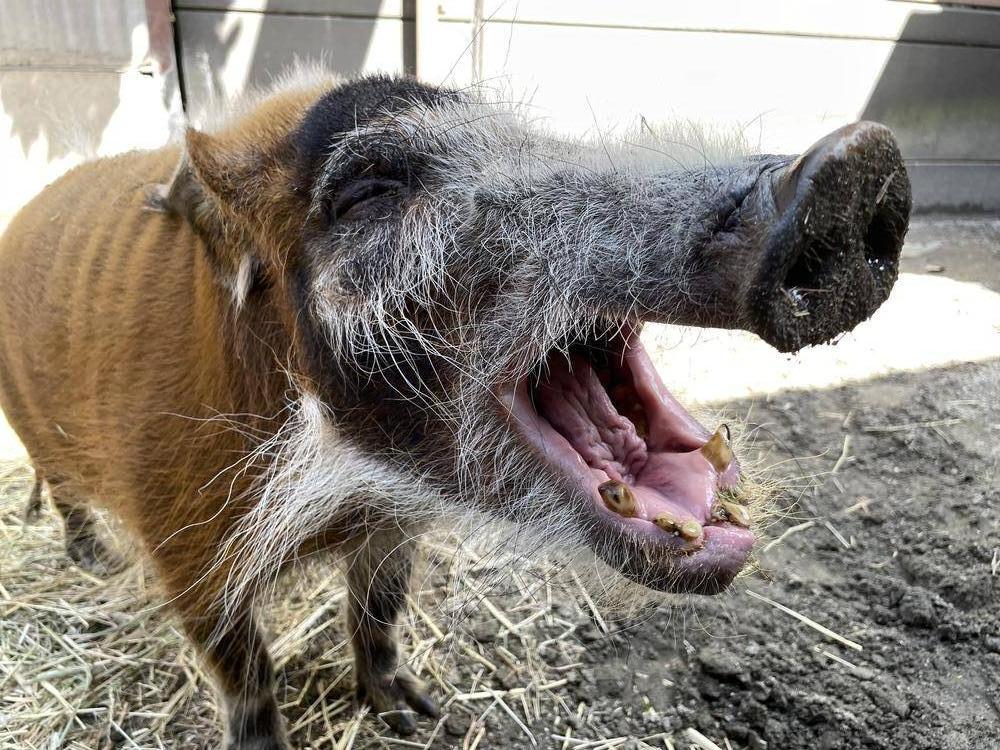 アカカワイノシシ|アフリカの熱帯雨林|動物紹介 よこはま動物園ズーラシア公式サイト｜公益財団法人 横浜市緑の協会