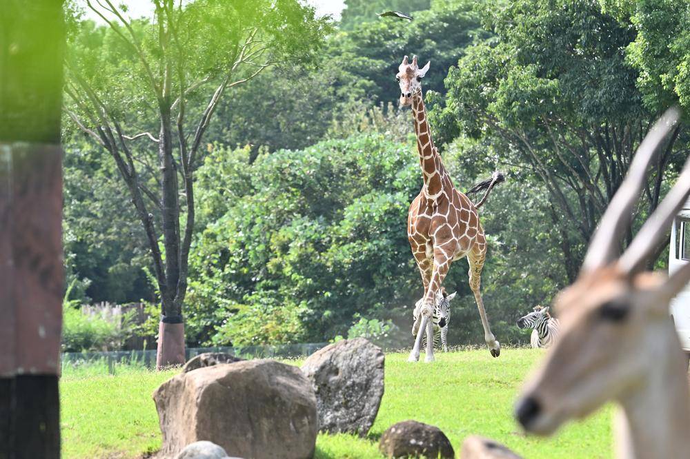 キリン|アフリカのサバンナ|動物紹介 よこはま動物園ズーラシア公式サイト｜公益財団法人 横浜市緑の協会