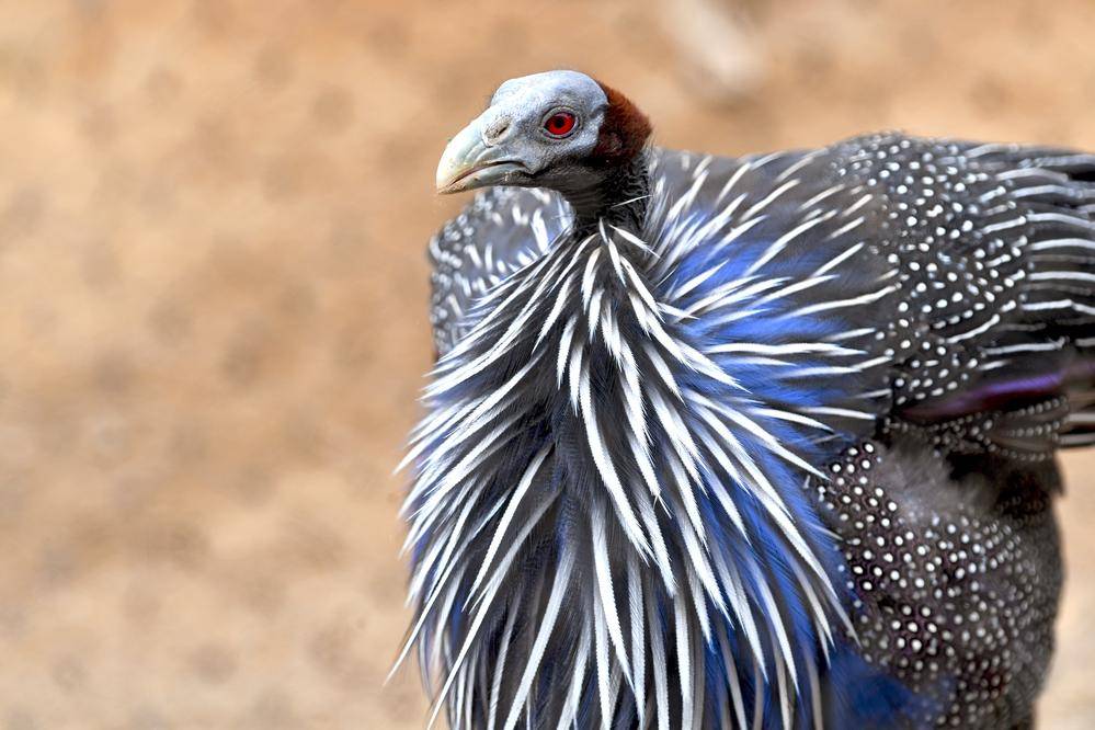 フサホロホロチョウ|アフリカのサバンナ|動物紹介 よこはま動物園ズーラシア公式サイト｜公益財団法人 横浜市緑の協会