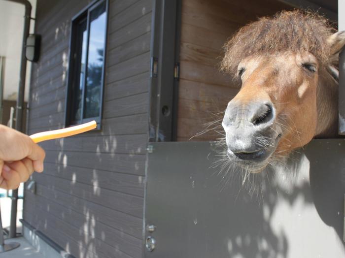 上手にニンジンをあげてみよう ぱかぱか広場 よこはま動物園ズーラシア公式サイト 公益財団法人 横浜市緑の協会