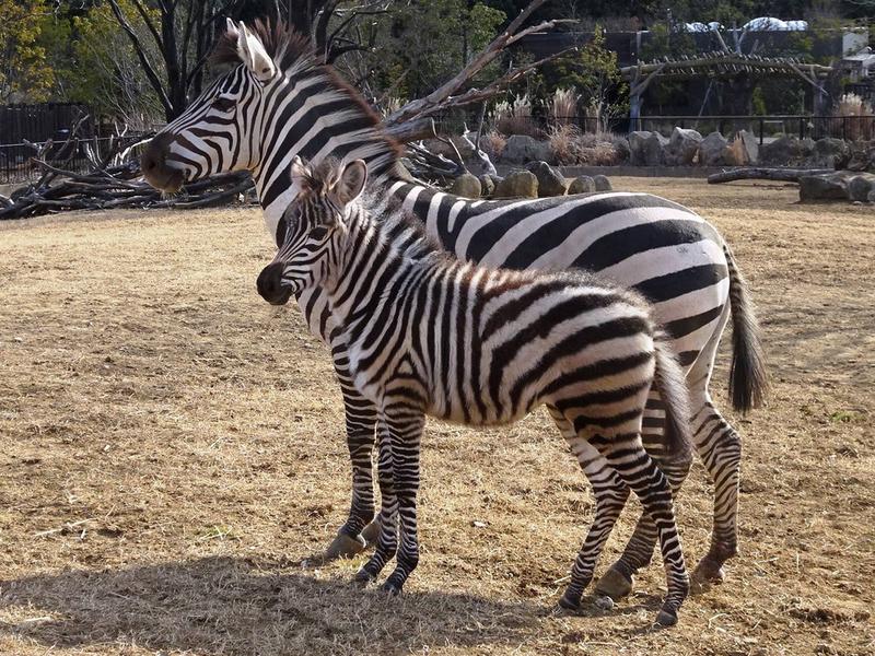 シマウマの赤ちゃん 一般公開!!|アフリカのサバンナ＠ズーラシア｜ブログ|よこはま動物園ズーラシア公式サイト｜公益財団法人 横浜市緑の協会