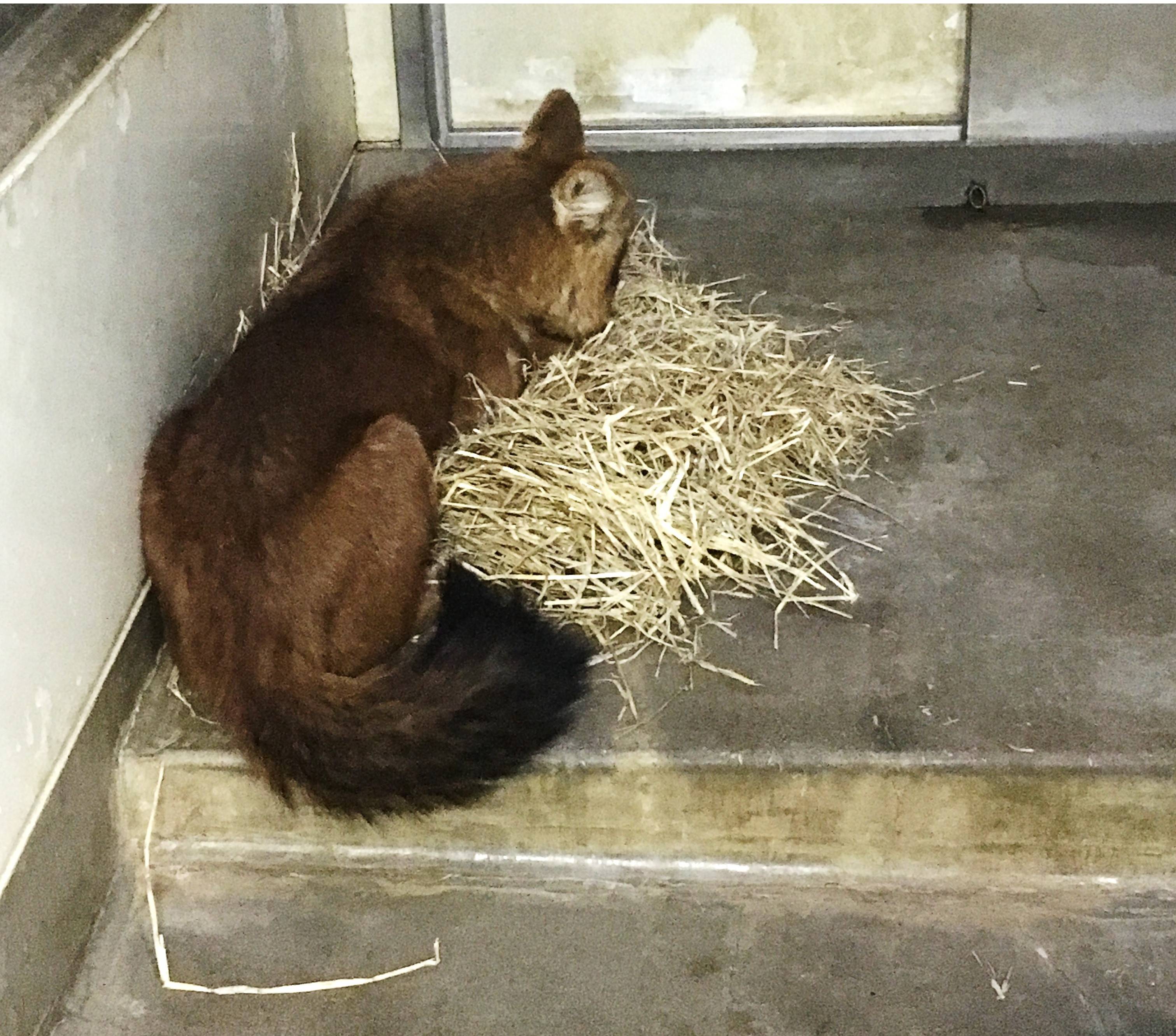 bulaunbulaun様専用 オーダー品 ライオン聖母風 犬メシア風 ふさわしい