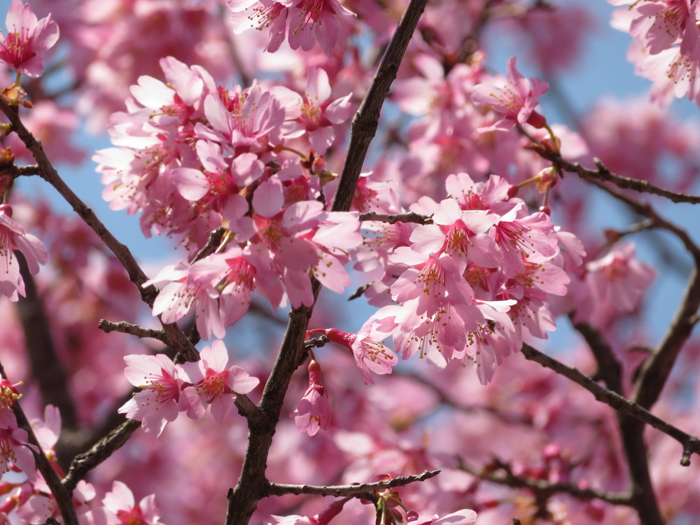 オカメザクラがみごろです 桜開花 よこはま動物園ズーラシア公式サイト 公益財団法人 横浜市緑の協会