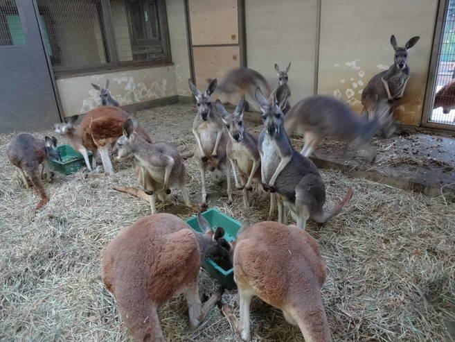 ズーラシアのアカカンガルーたち 飼育日誌 よこはま動物園ズーラシア公式サイト 公益財団法人 横浜市緑の協会