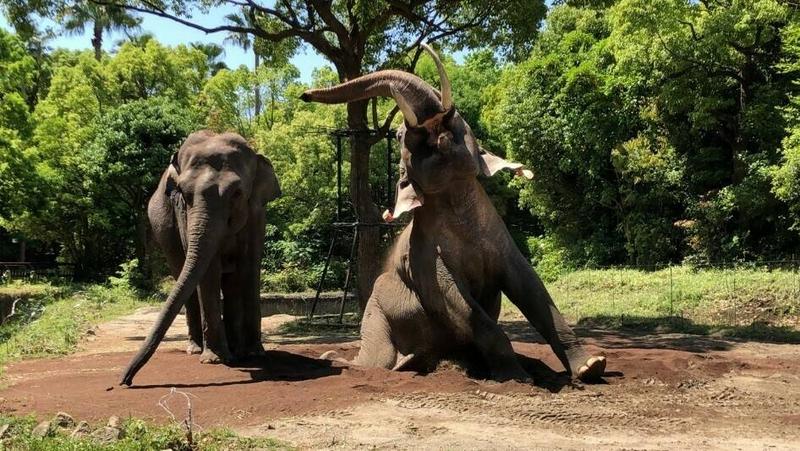 インドゾウたちのテンションが上がったもの|飼育日誌｜ブログ|よこはま動物園ズーラシア公式サイト｜公益財団法人 横浜市緑の協会