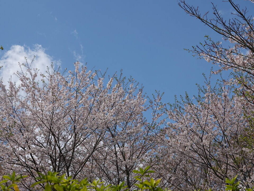 ズーラシアに咲く桜 桜開花 よこはま動物園ズーラシア公式サイト 公益財団法人 横浜市緑の協会