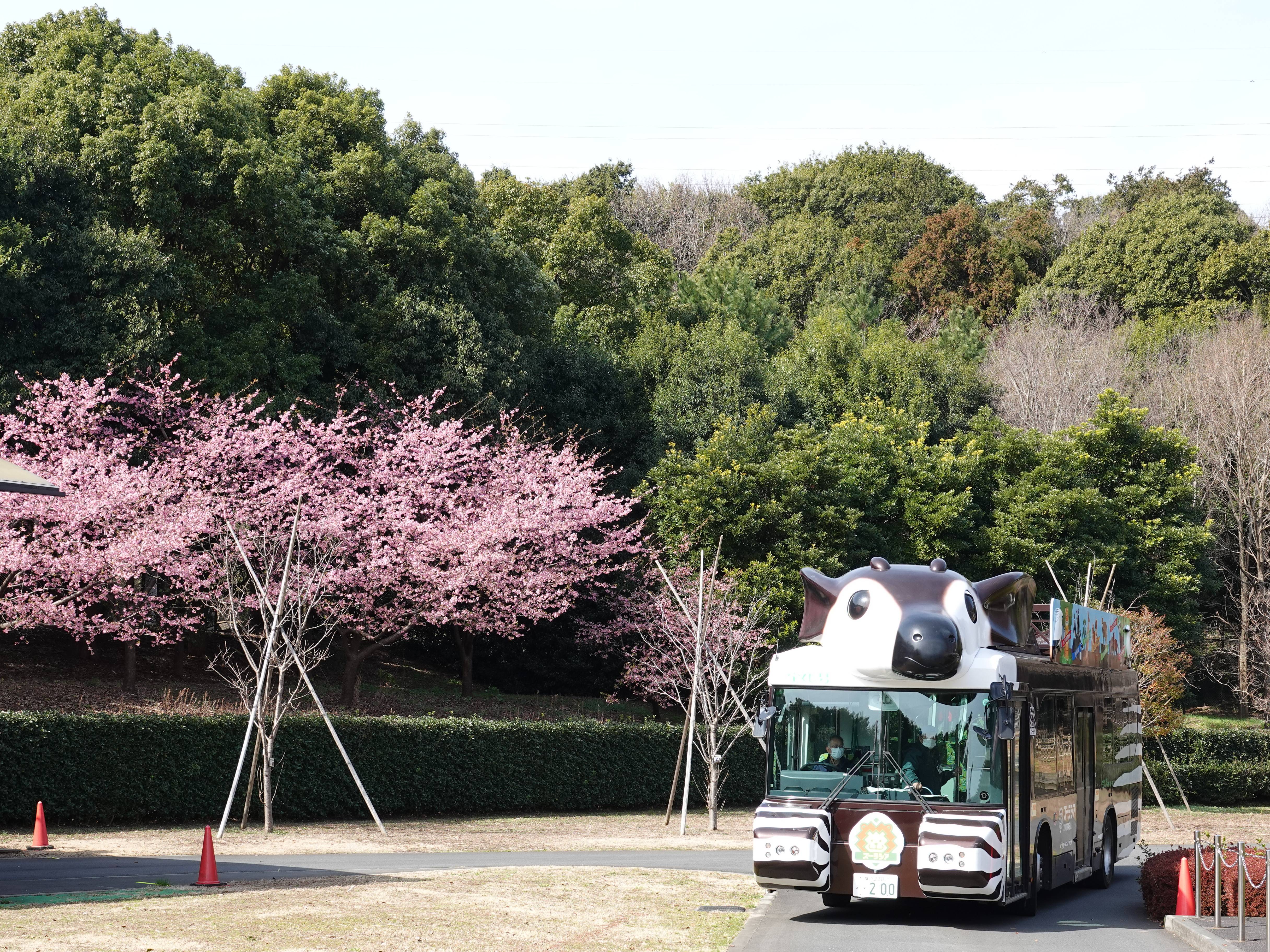 ズーラシアの春事情 桜開花 よこはま動物園ズーラシア公式サイト 公益財団法人 横浜市緑の協会