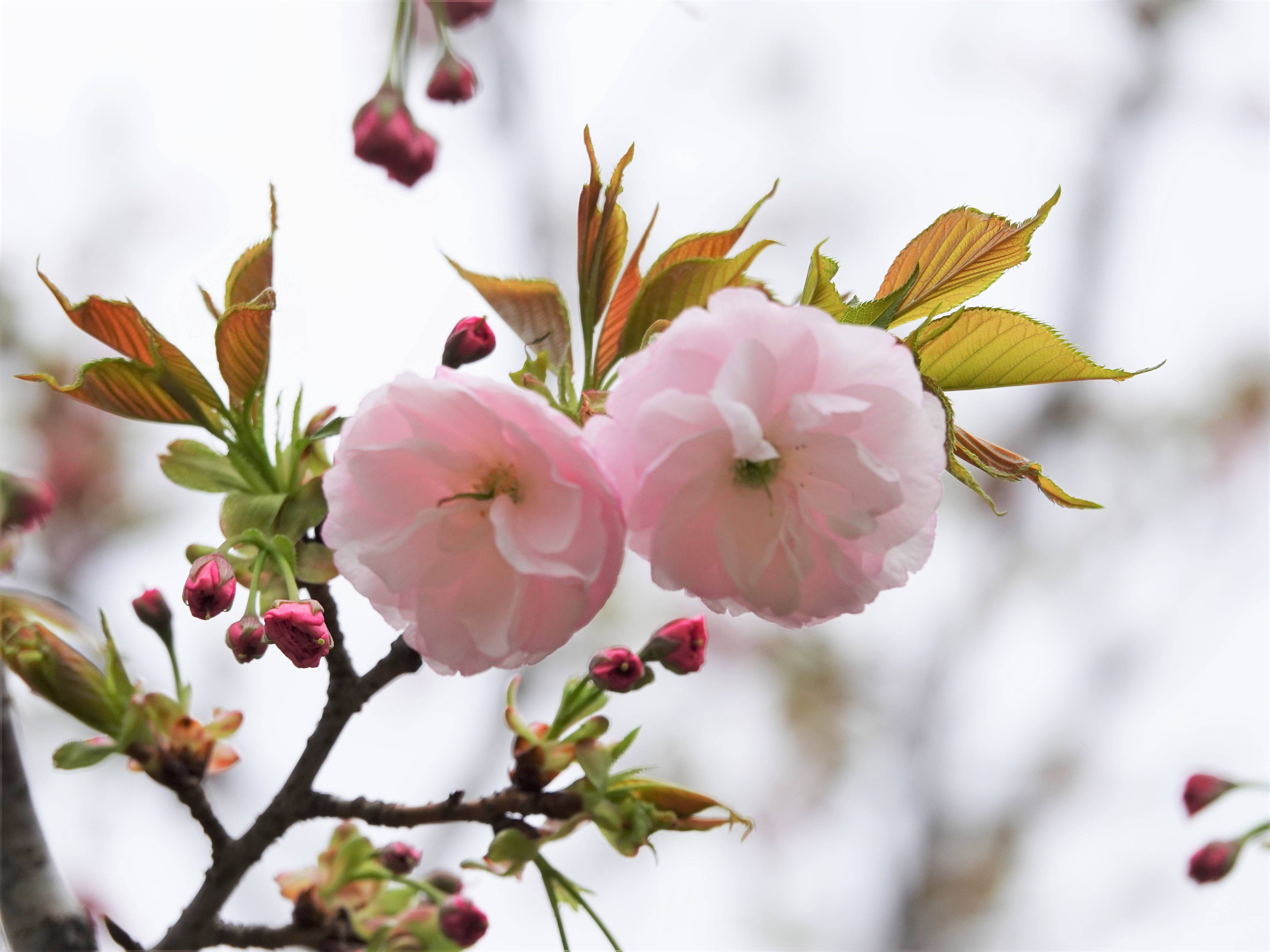 ズーラシアの春事情 桜開花 よこはま動物園ズーラシア公式サイト 公益財団法人 横浜市緑の協会