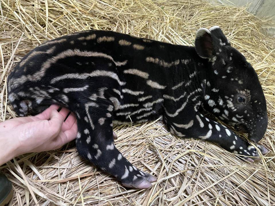 うり坊成長日記 へその緒編 飼育日誌 よこはま動物園ズーラシア公式サイト 公益財団法人 横浜市緑の協会