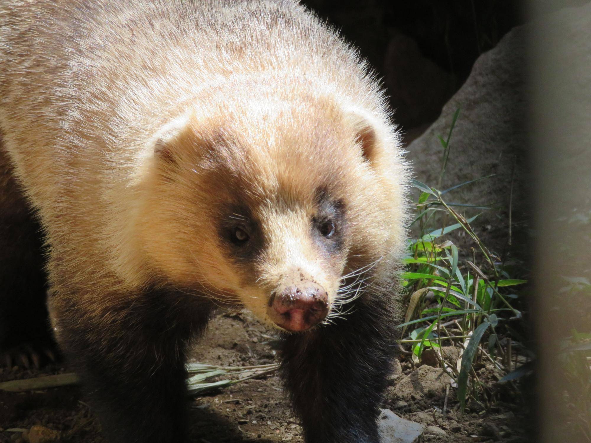 よく動くアナグマたち 飼育日誌 よこはま動物園ズーラシア公式サイト 公益財団法人 横浜市緑の協会