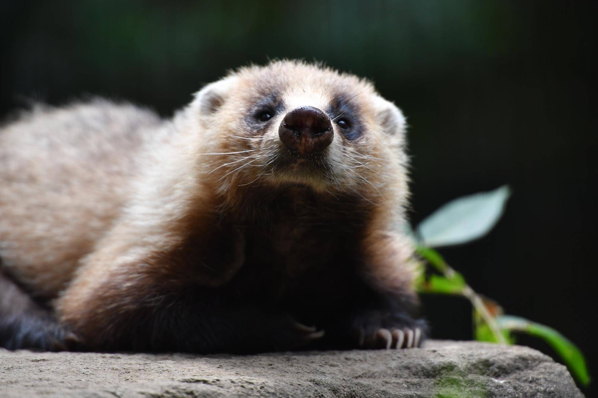 ニホンアナグマ 過去の写真をご紹介 飼育日誌 よこはま動物園ズーラシア公式サイト 公益財団法人 横浜市緑の協会