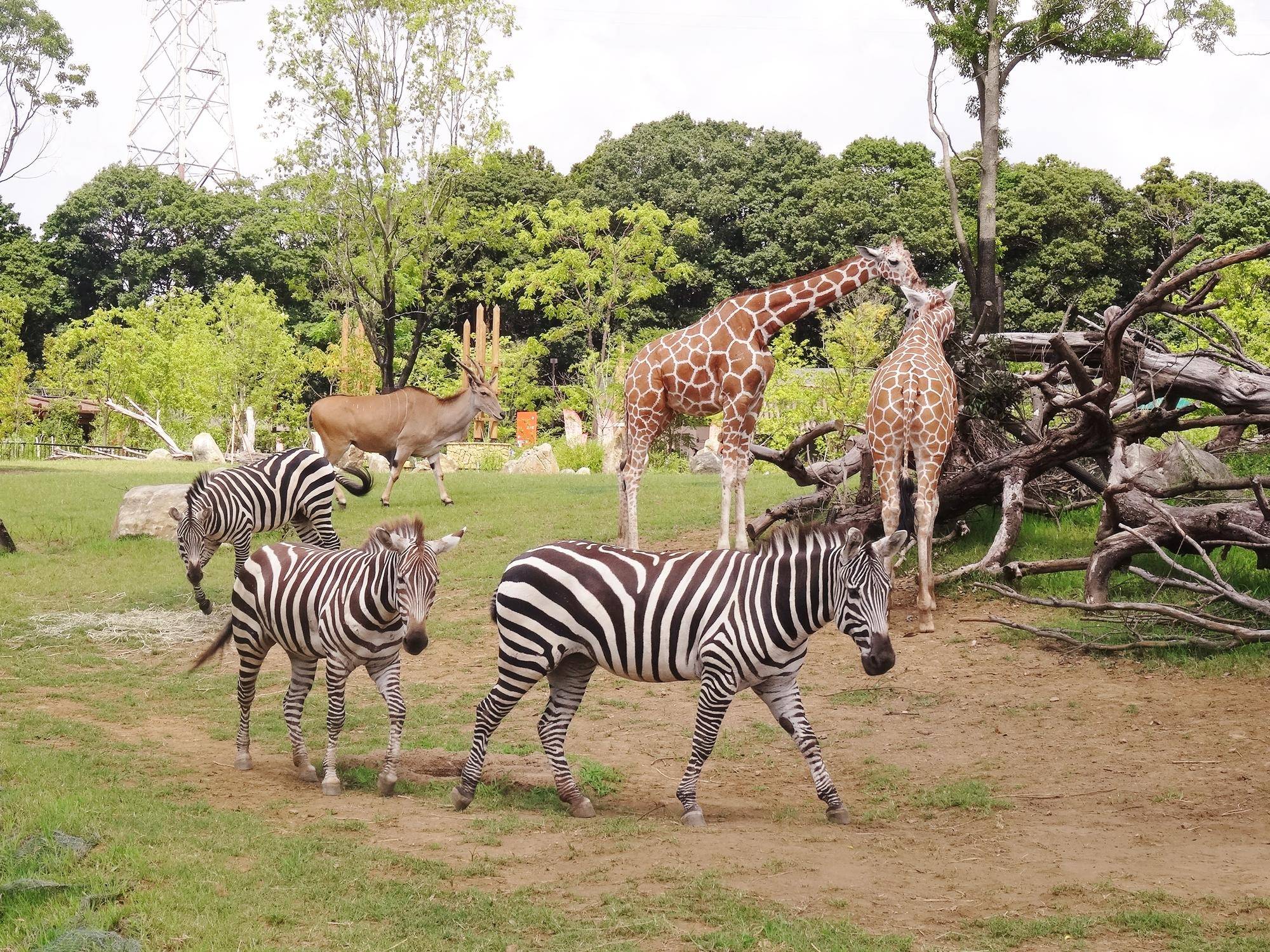 サバンナエリアの１ショットブログ その122|アフリカのサバンナ＠ズーラシア｜ブログ|よこはま動物園ズーラシア公式サイト｜公益財団法人 横浜市緑の協会