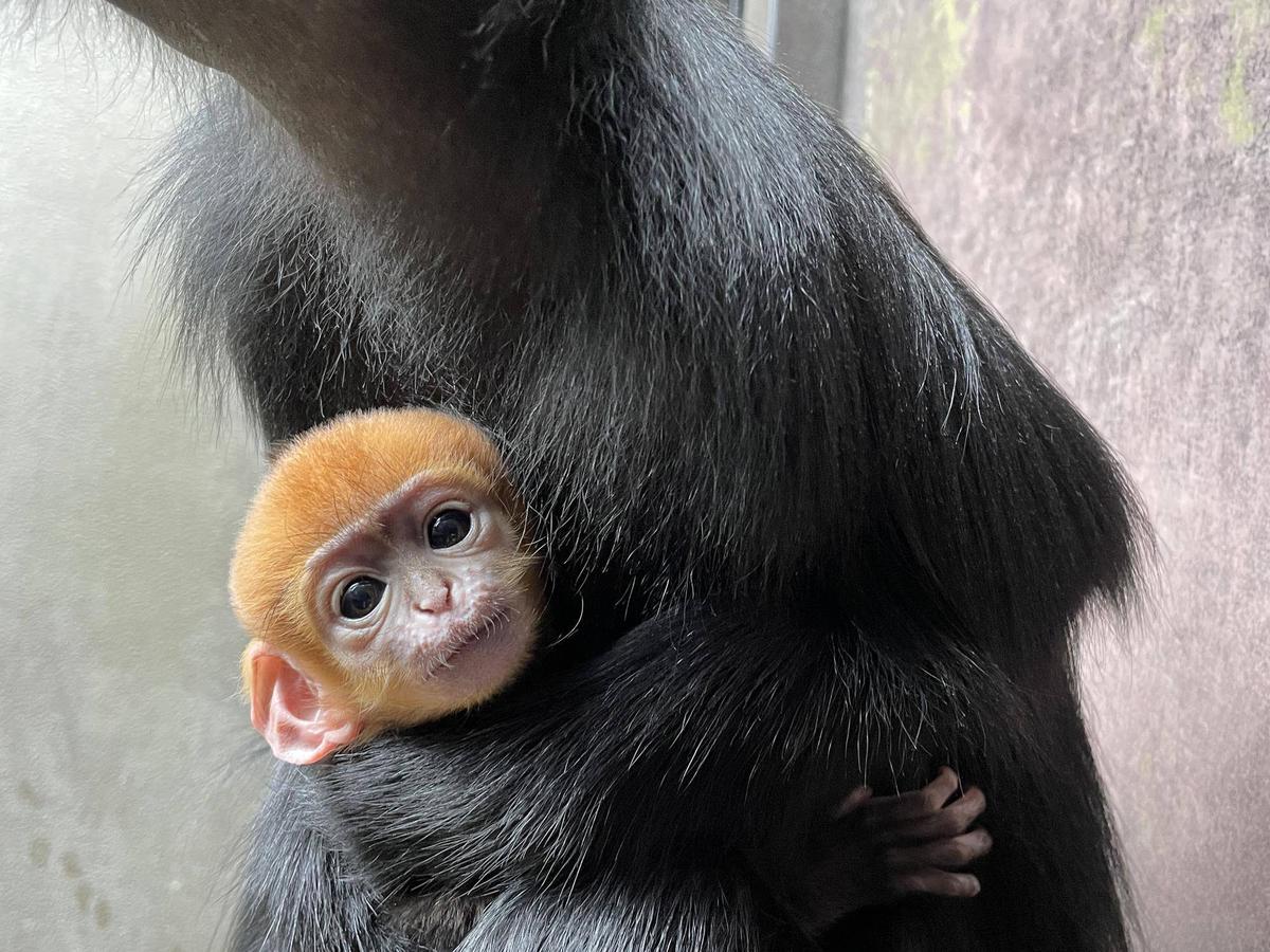 祝！フランソワルトンの赤ちゃん誕生！愛称投票始まります！！|飼育日誌｜ブログ|よこはま動物園ズーラシア公式サイト｜公益財団法人 横浜市緑の協会